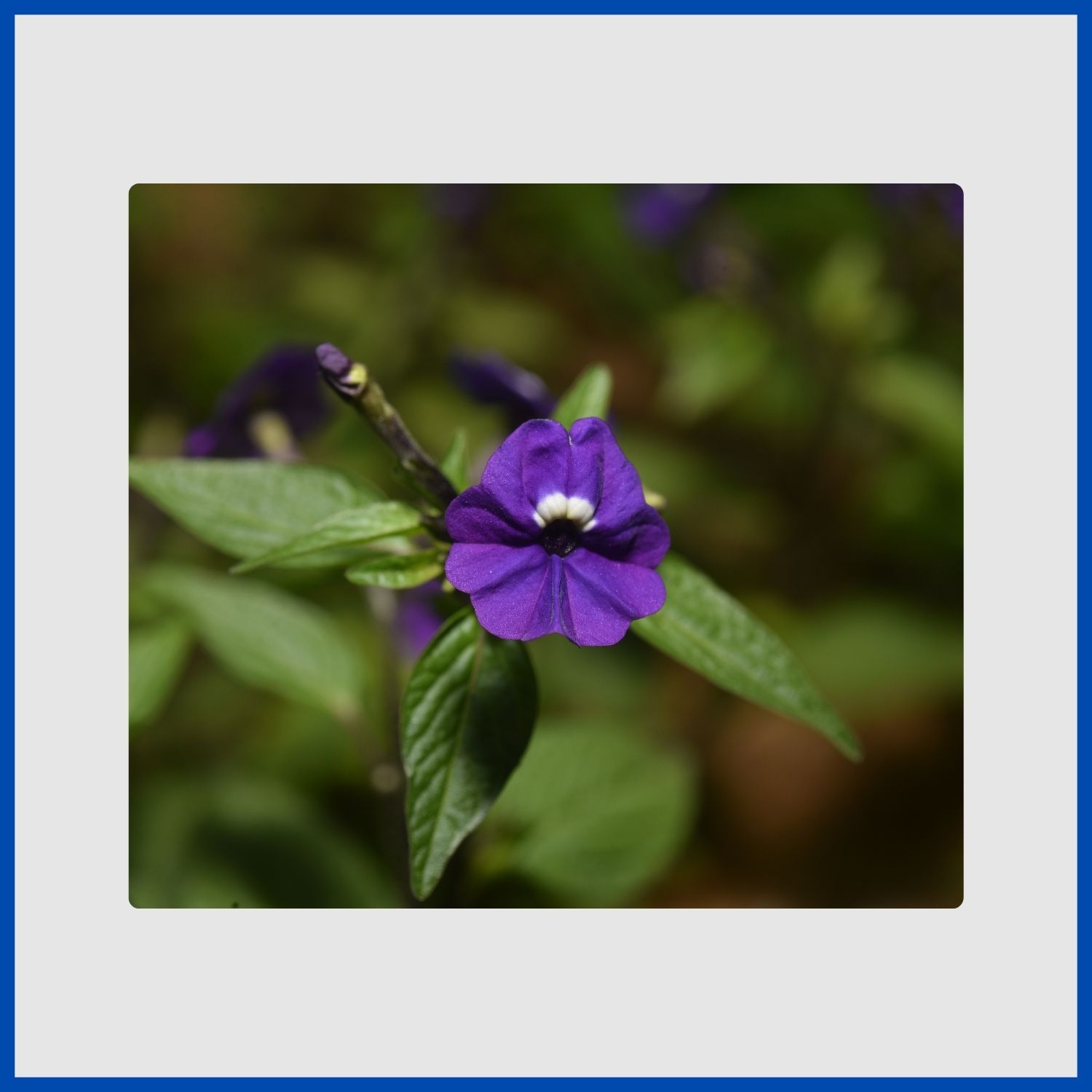 A tubular blue browallia flower, ideal for shaded containers