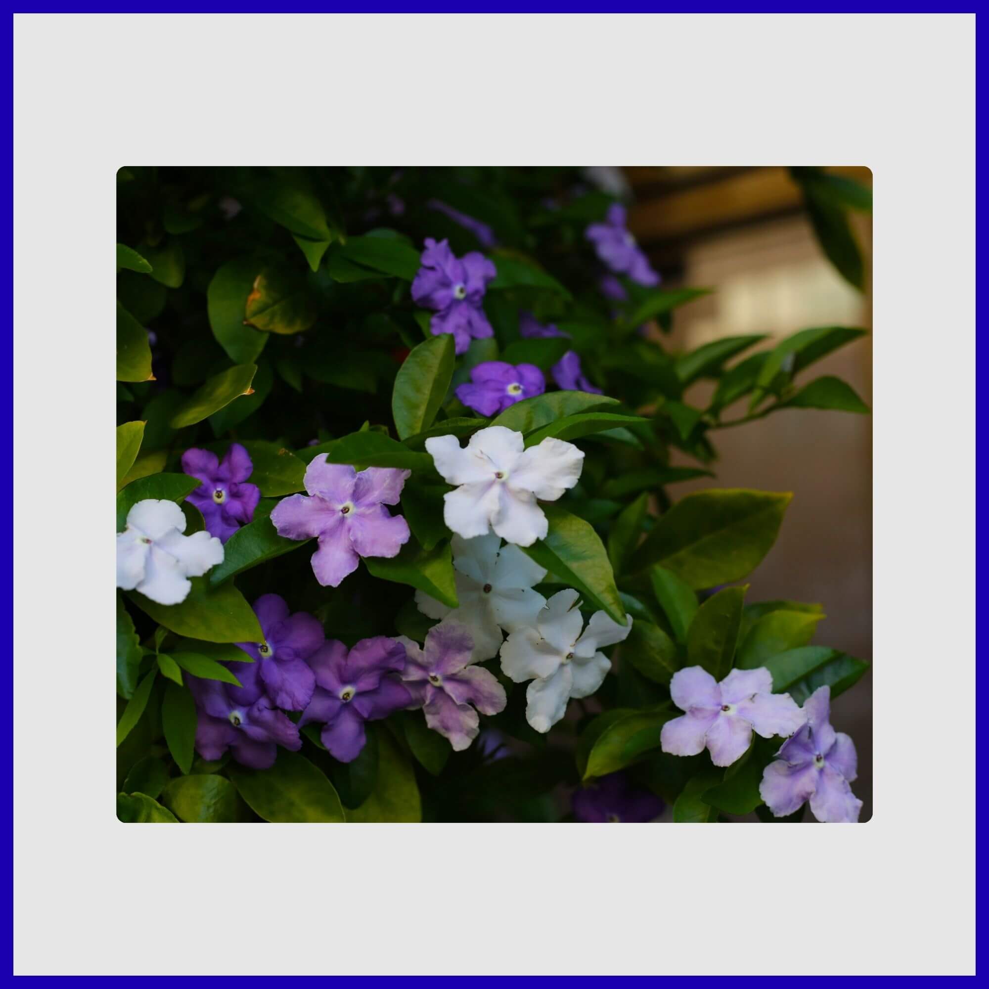 Yesterday-Today-Tomorrow tree with three-toned blue flowers