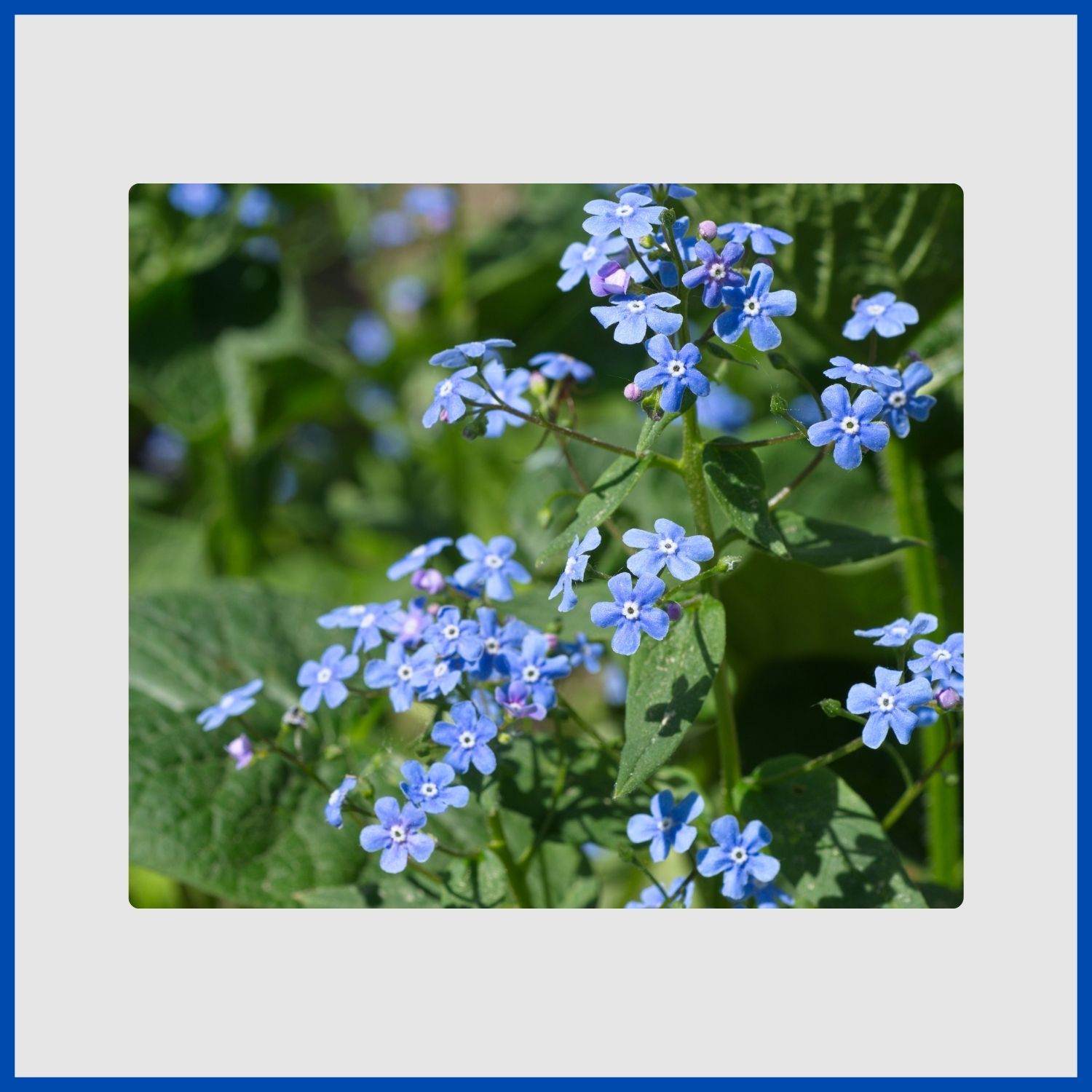 Tiny, true-blue brunnera flowers above large, heart-shaped leaves