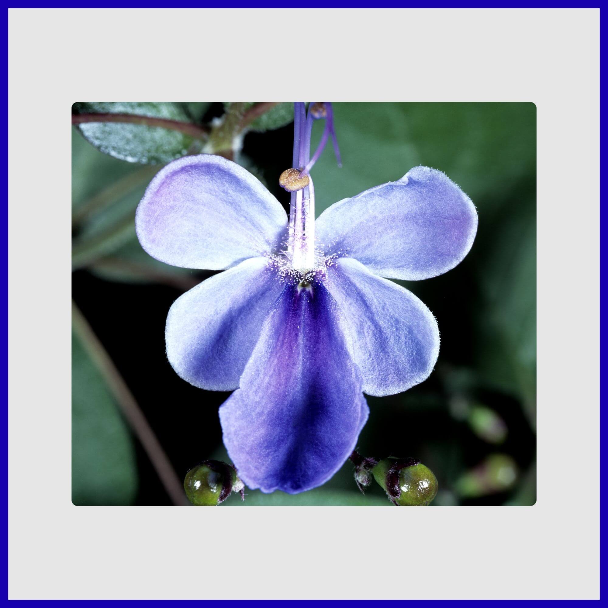 Blue Butterfly Bush tree with unique two-toned blue flowers