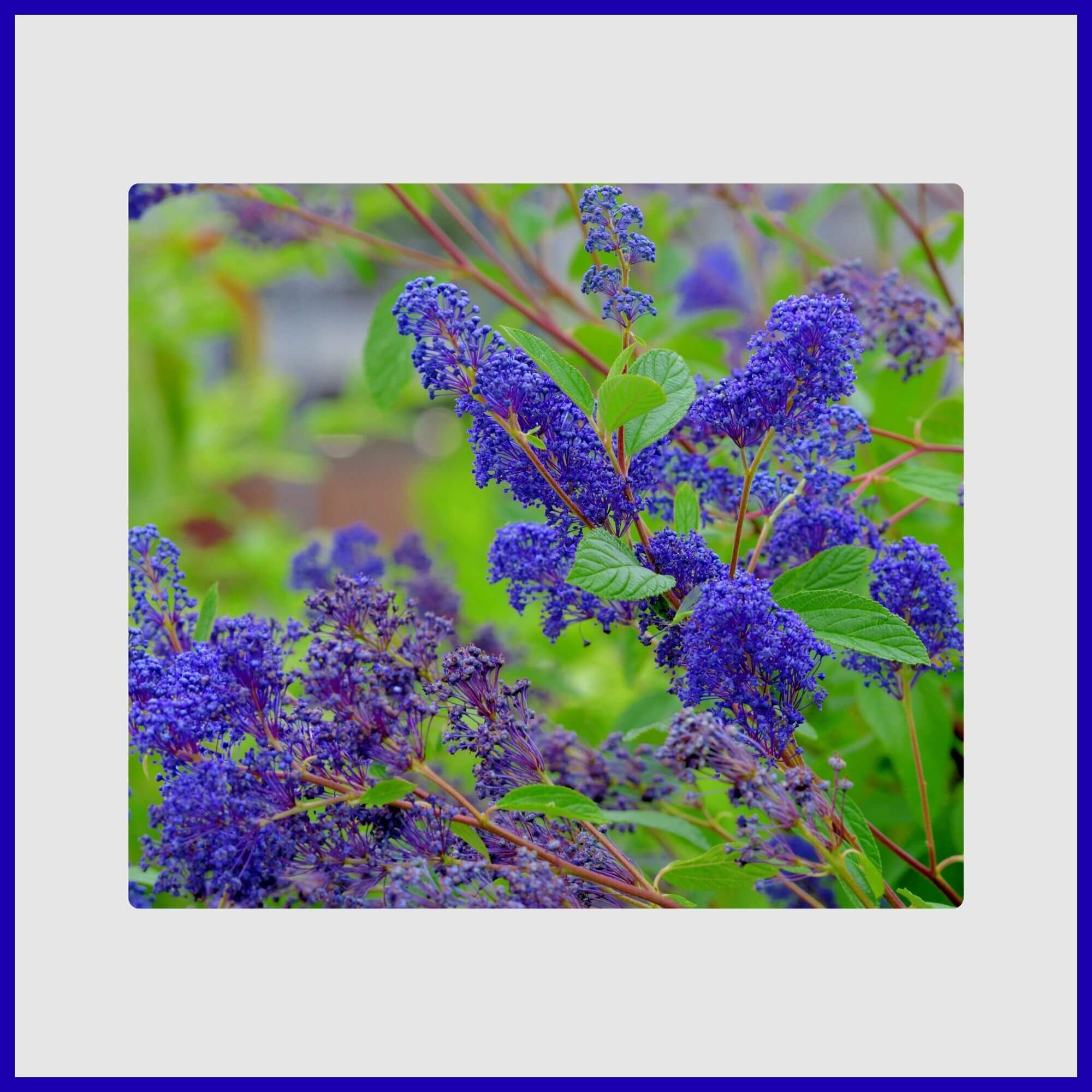 California Lilac tree with true blue flowers attracts native bees