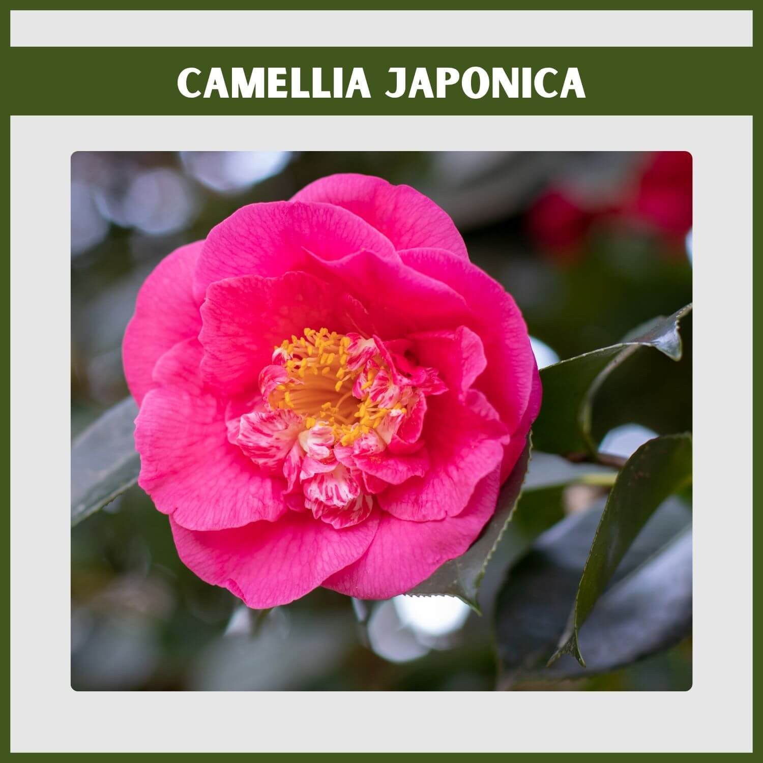A 'Debutante' Camellia, a classic evergreen flowering shrub, with large pink peony-form blooms