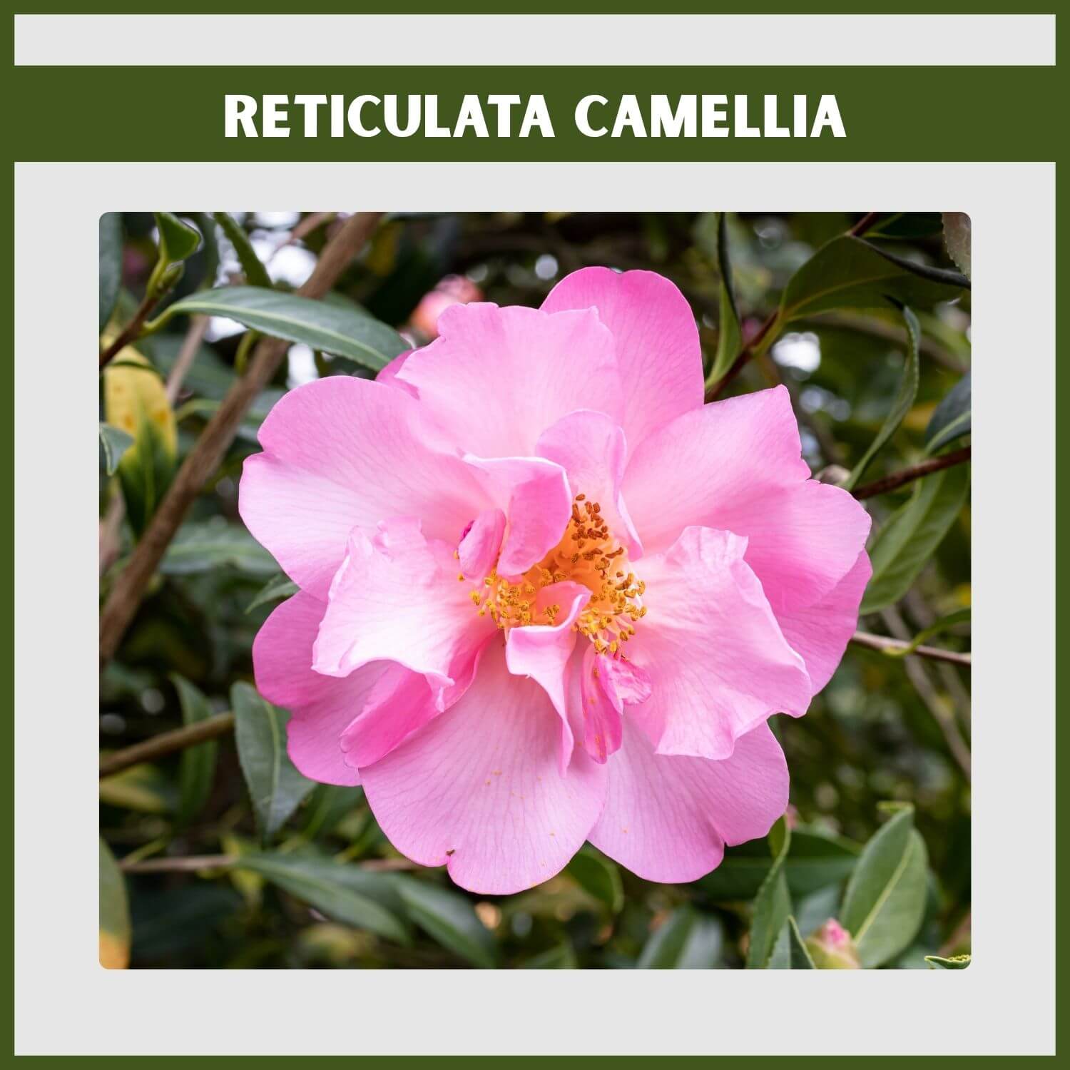 The enormous rose-pink semi-double flower of a 'Francie L' Camellia