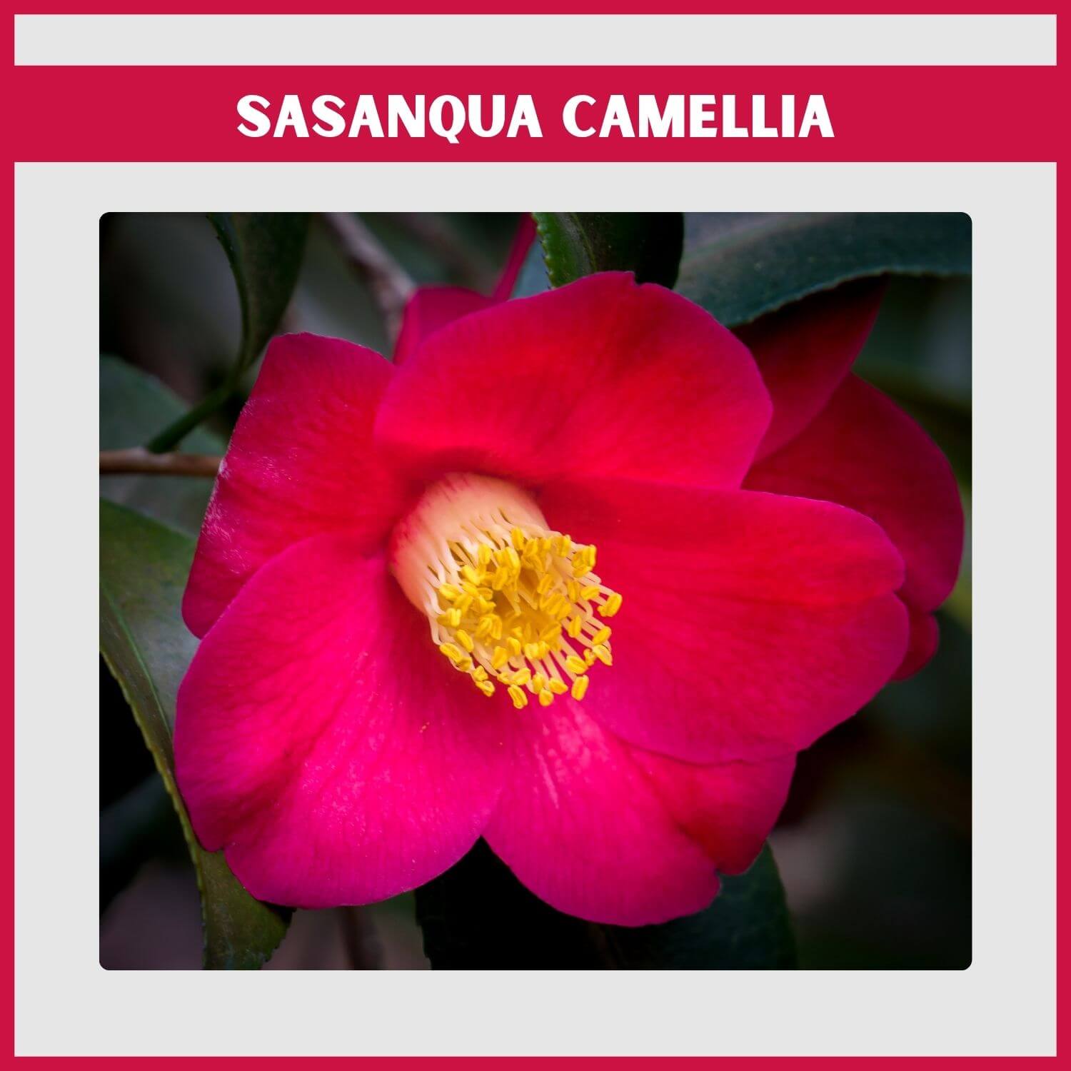 A 'Yuletide' Camellia with its single red flower