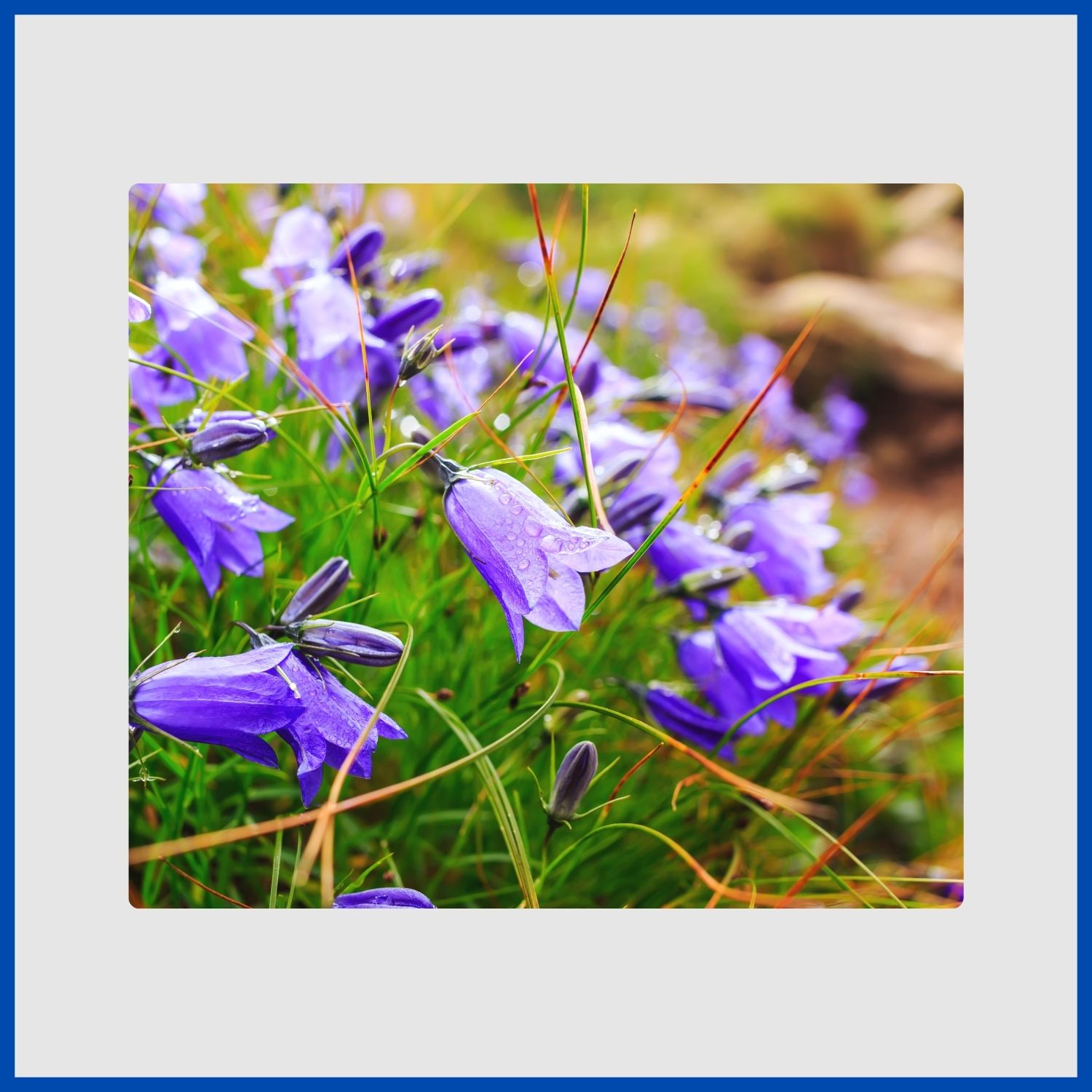 A charming, cup-shaped blue bellflower blooming in a rock garden