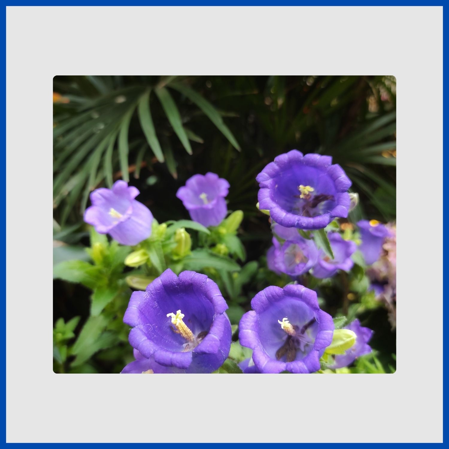 Tall spikes of cup-shaped, blue Canterbury bell flowers