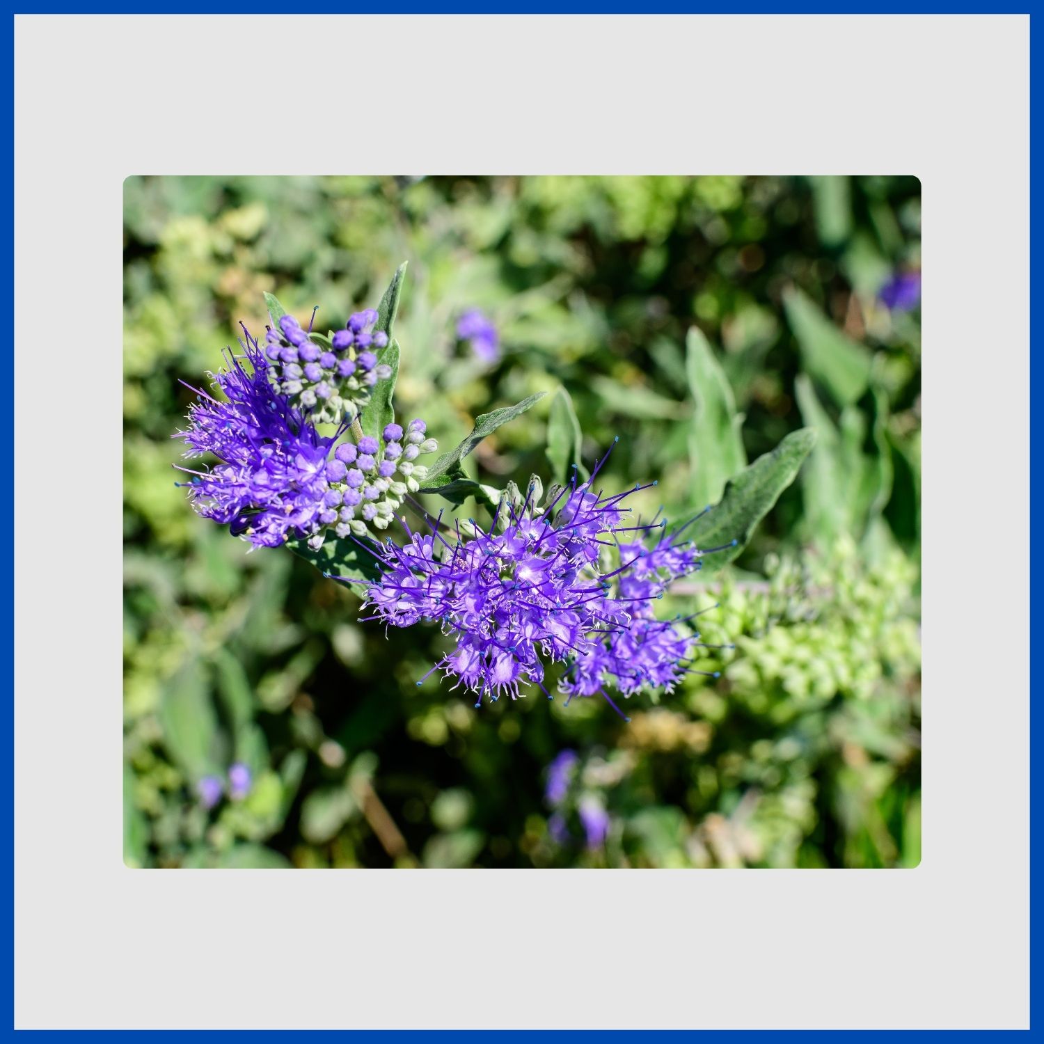 Fuzzy clusters of blue flowers on a caryopteris, or bluebeard, shrub