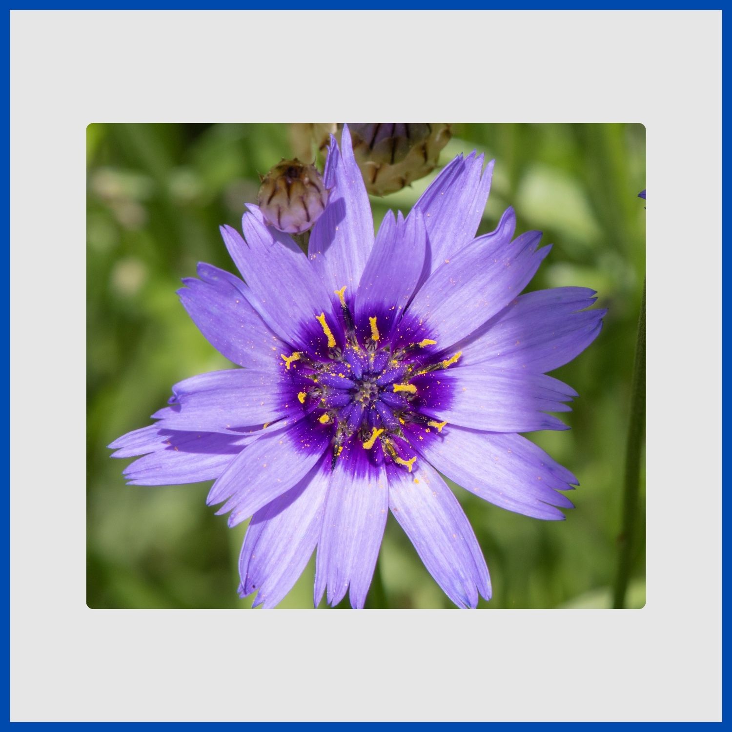 A blue Cupid's Dart flower with a dark center and papery bracts