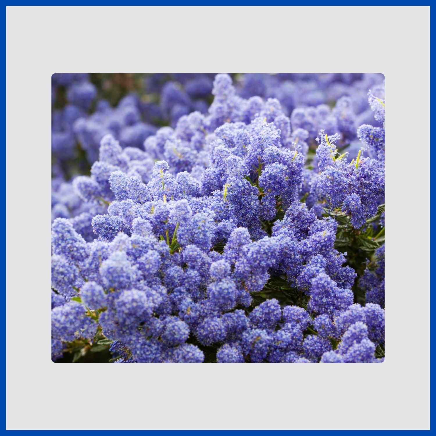 A dense cluster of powder-blue flowers on a California lilac shrub