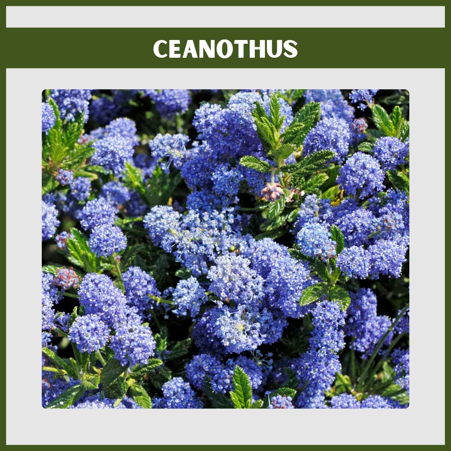 A 'Julia Phelps' Ceanothus (California lilac) covered in deep blue flowers attracting bees