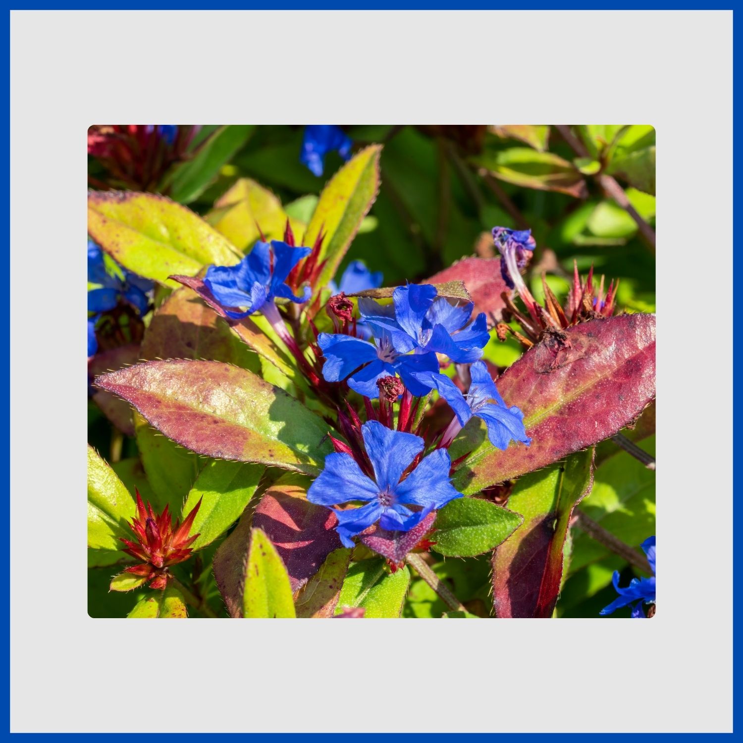 Brilliant blue ceratostigma flowers with red-tinged foliage in autumn