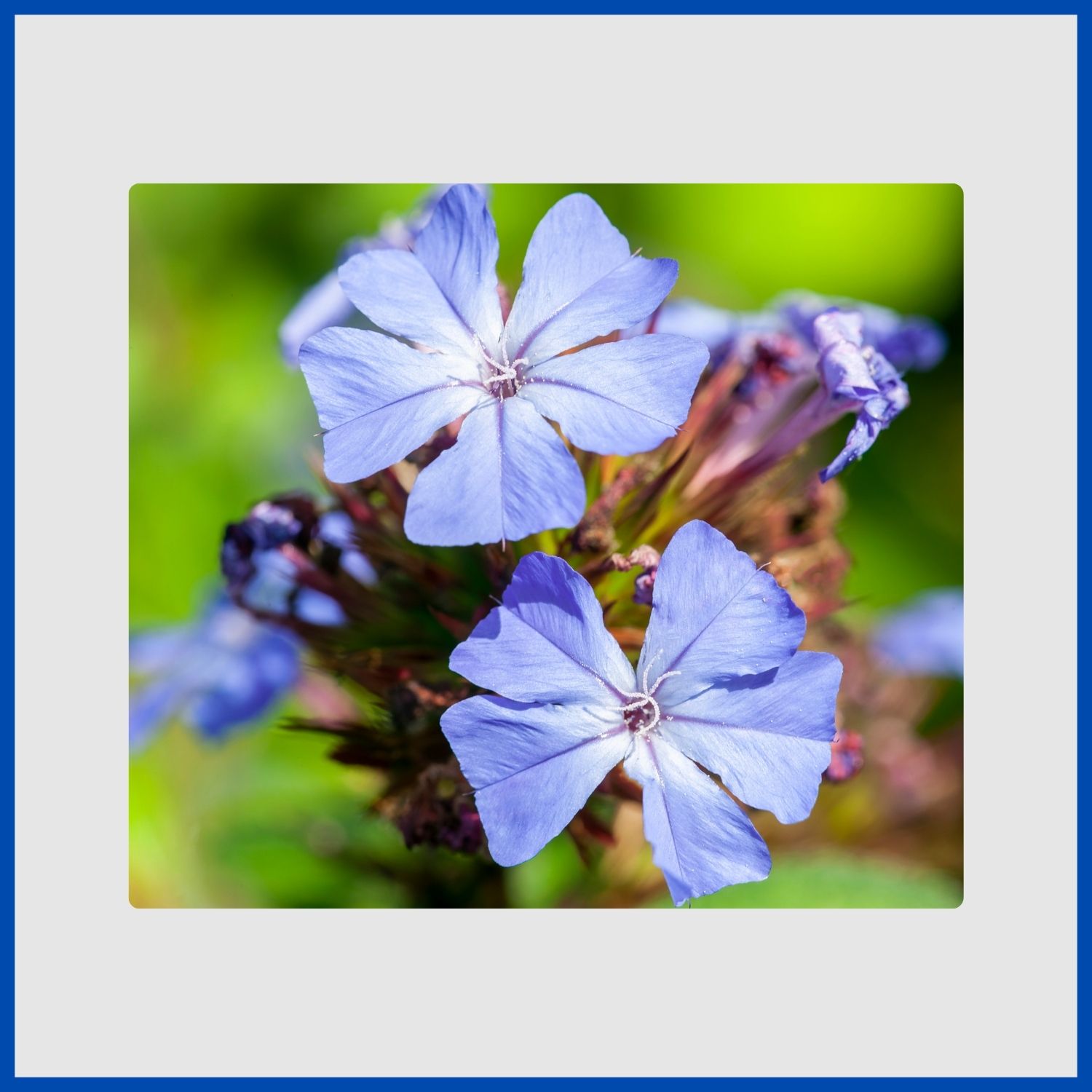 A close-up of true-blue ceratostigma flowers on a deciduous shrub