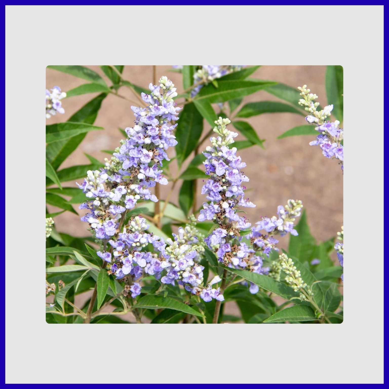 Trees with Blue Flowers: 15 Beautiful Varieties