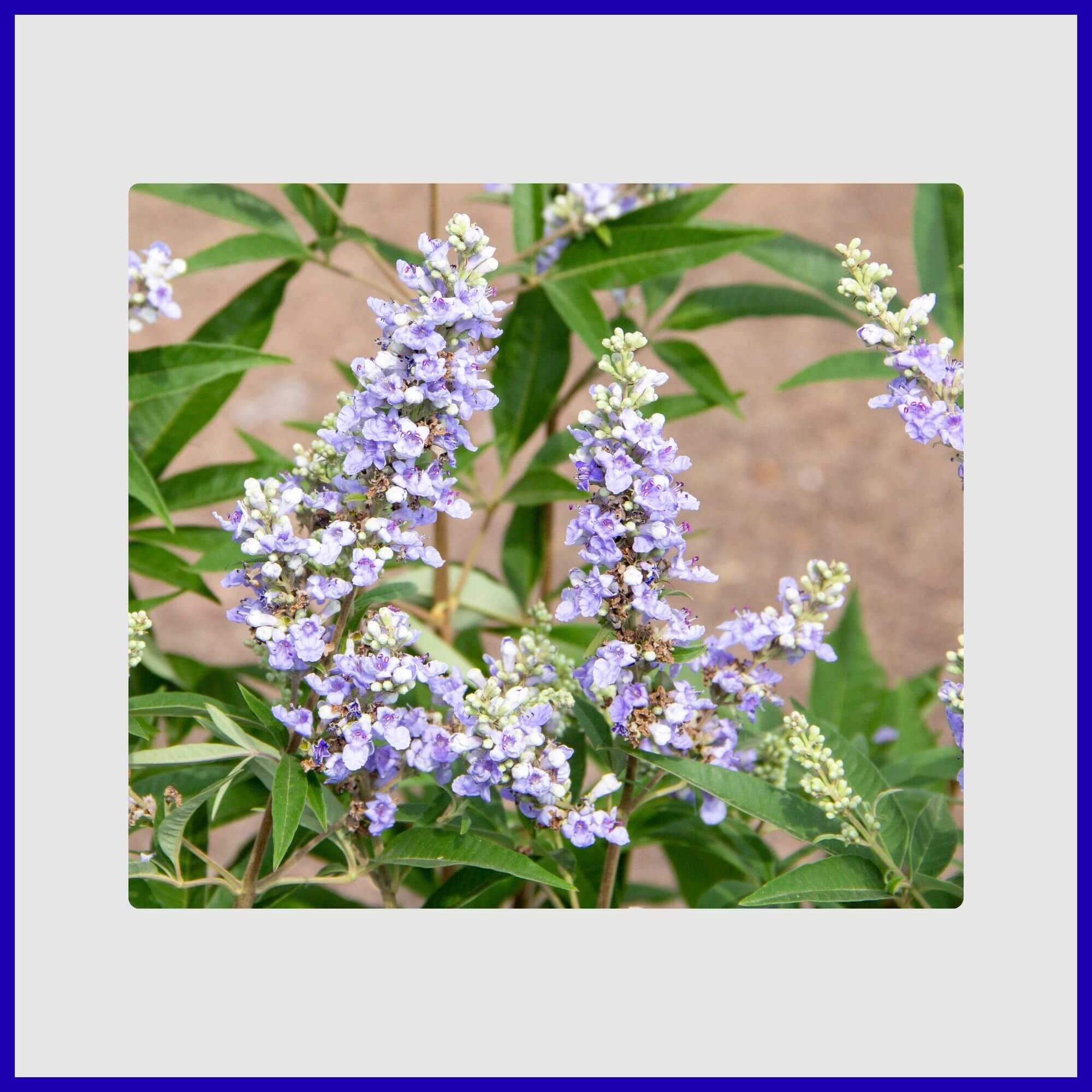 Chaste tree with lavender-blue flowers in full summer bloom
