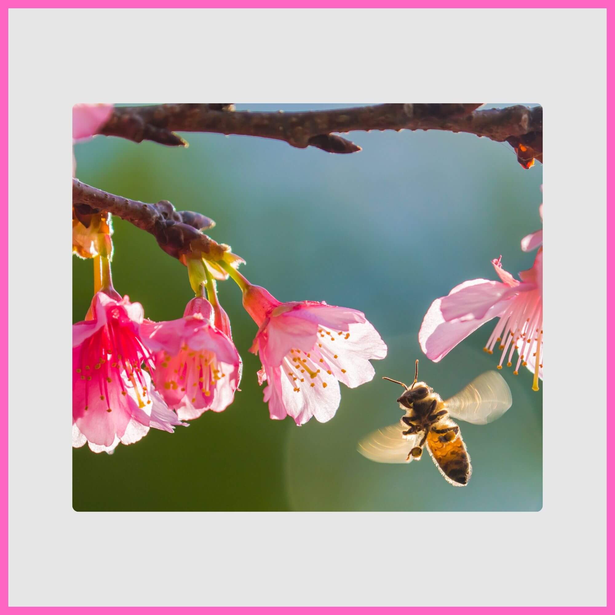 Soft pink cherry blossoms attracting Honey Bee