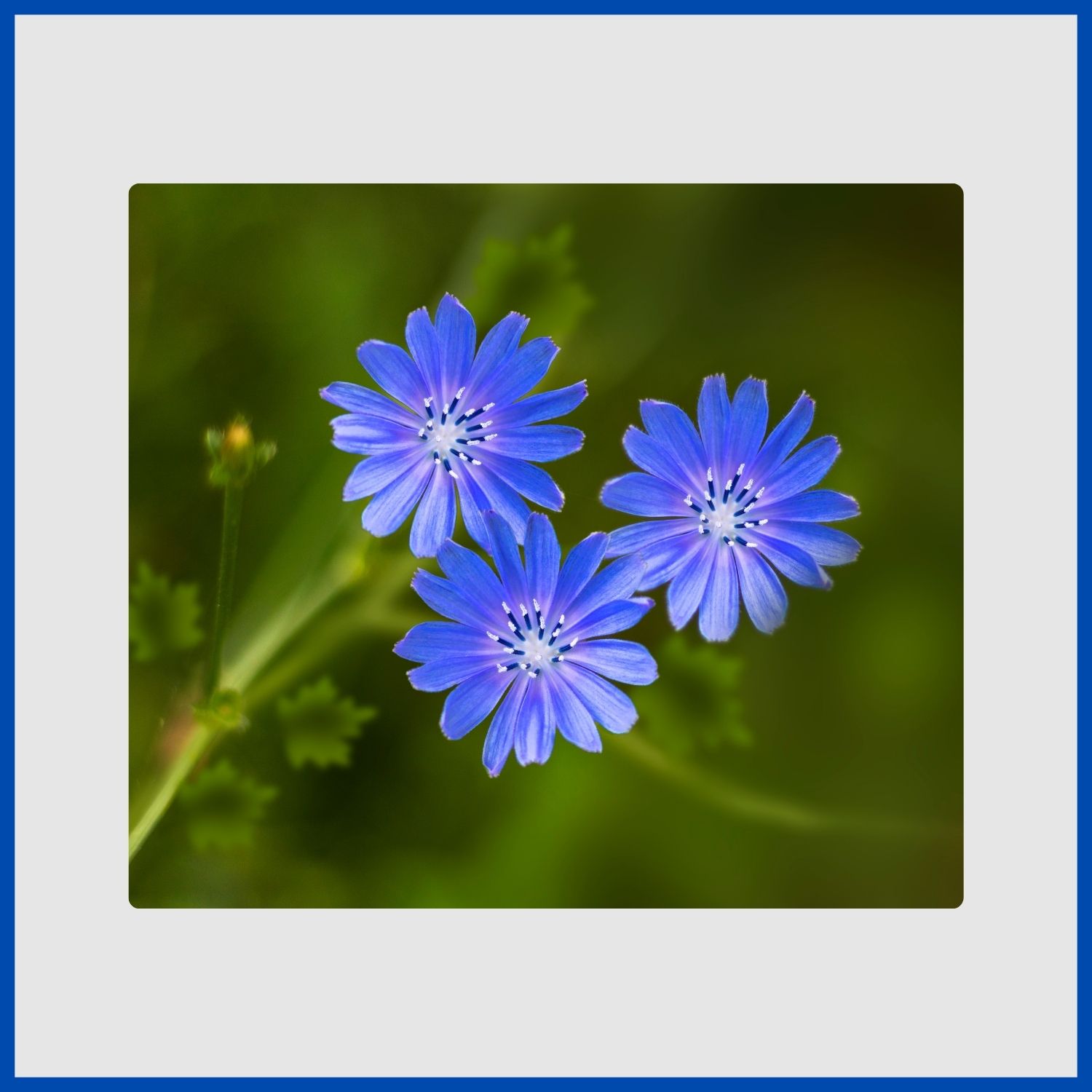 sky-blue chicory wildflowers blooming