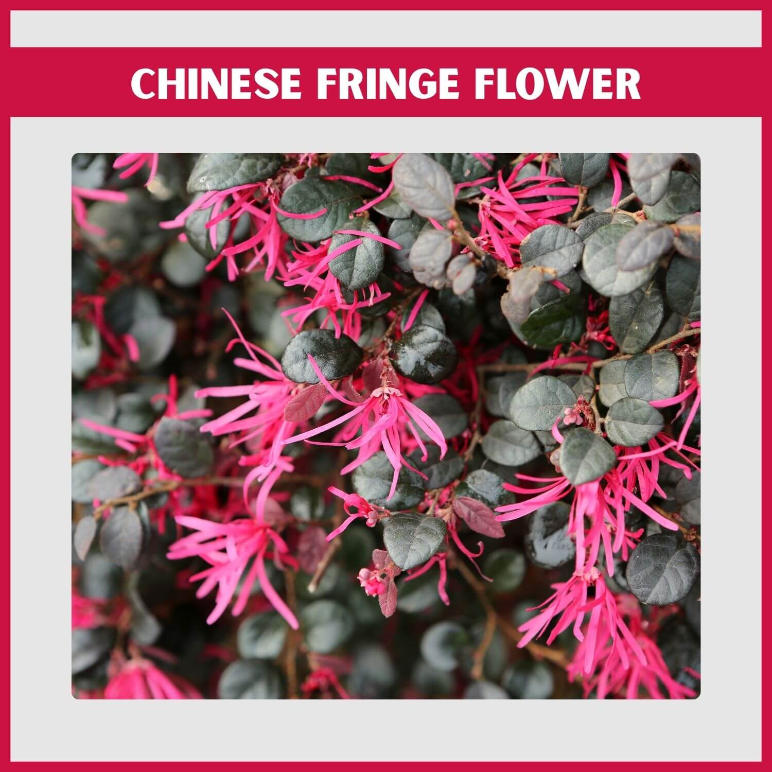A colorful evergreen flowering shrub, 'Plum Delight', with hot pink fringe flowers and burgundy foliage