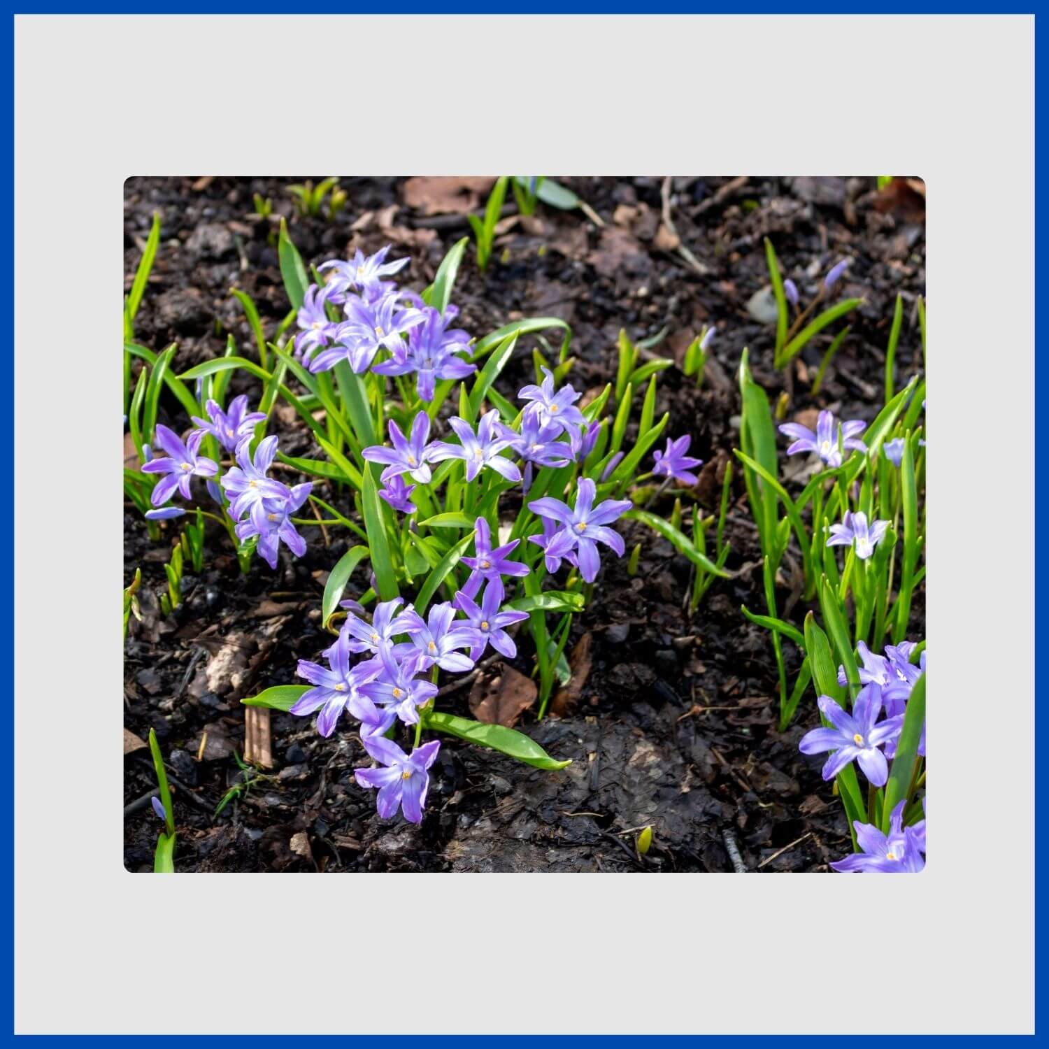 Starry, blue glory-of-the-snow flowers blooming in early spring
