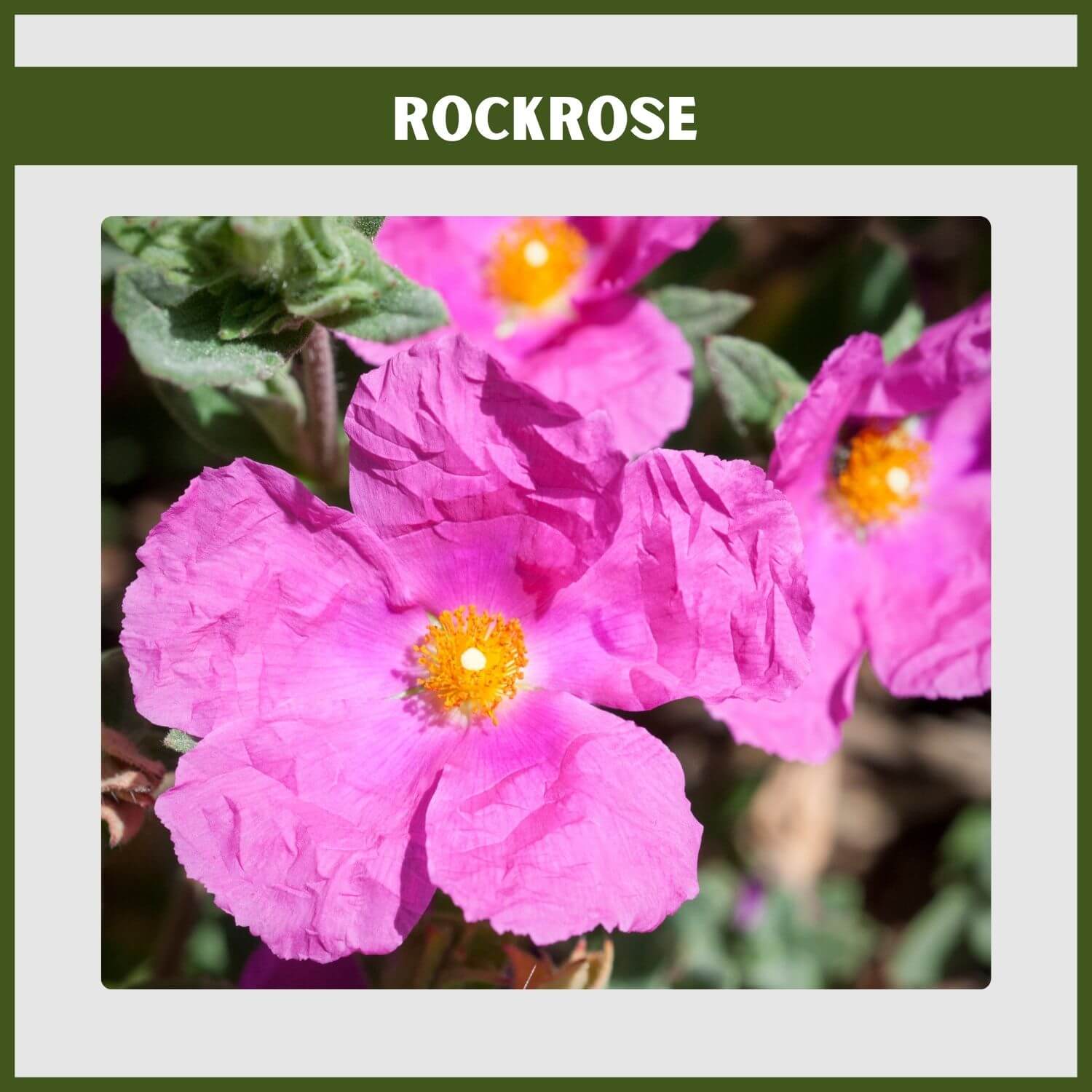 Bright magenta-pink 'Sunset' Rockrose flowers on a drought-tolerant evergreen shrub