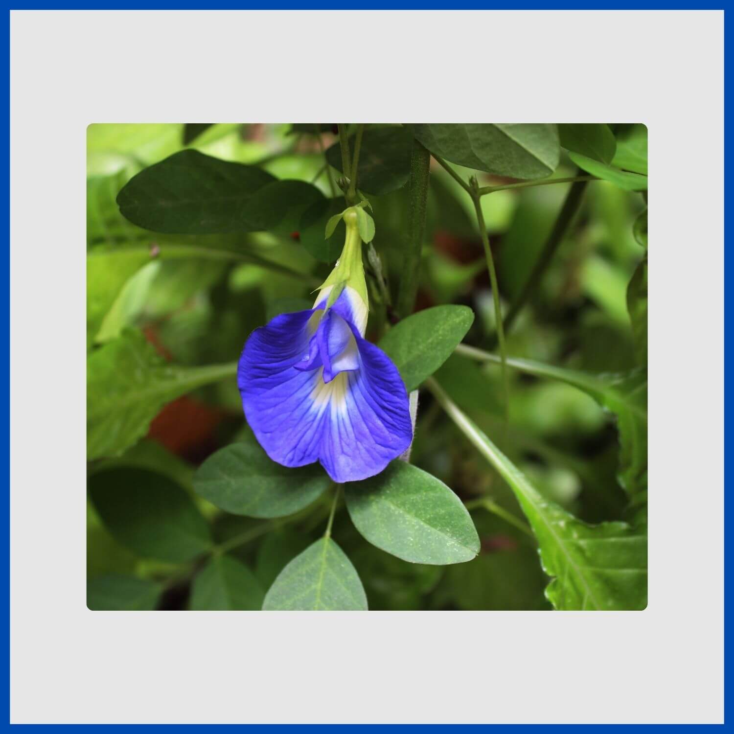 The deep blue, edible flower of the butterfly pea vine