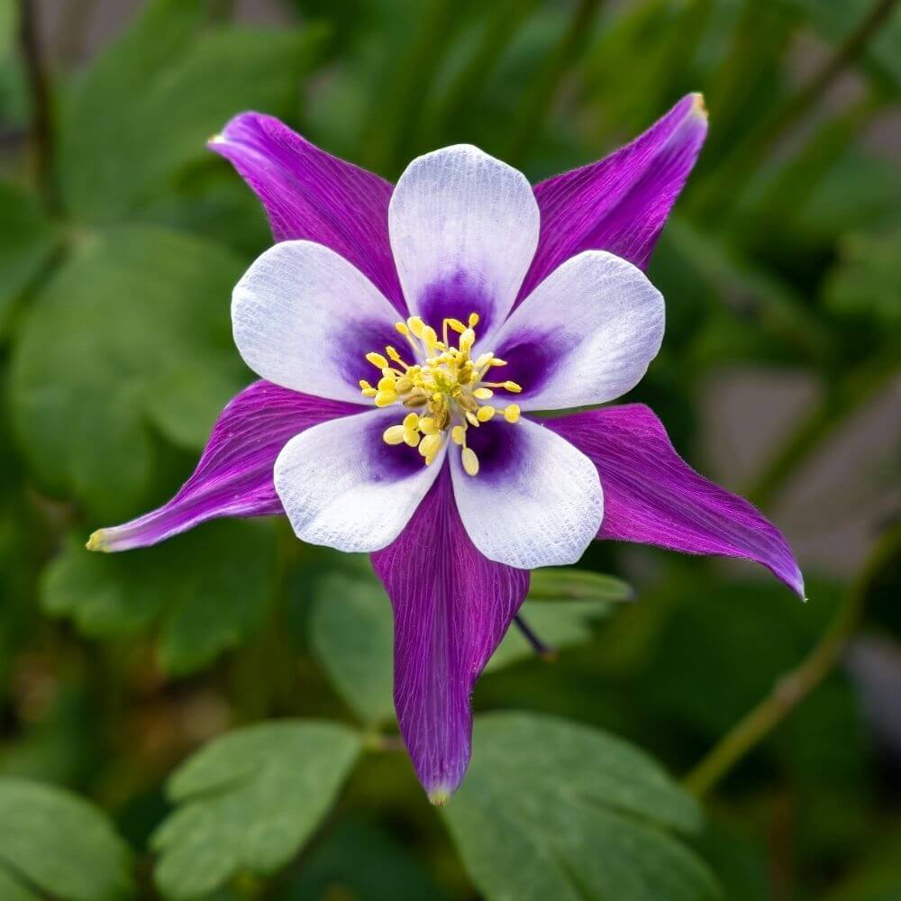 Multi-colored columbine flower close-up