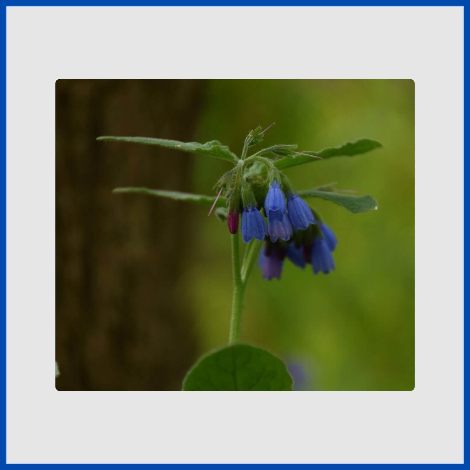Nodding clusters of small, bell-shaped blue comfrey flowers