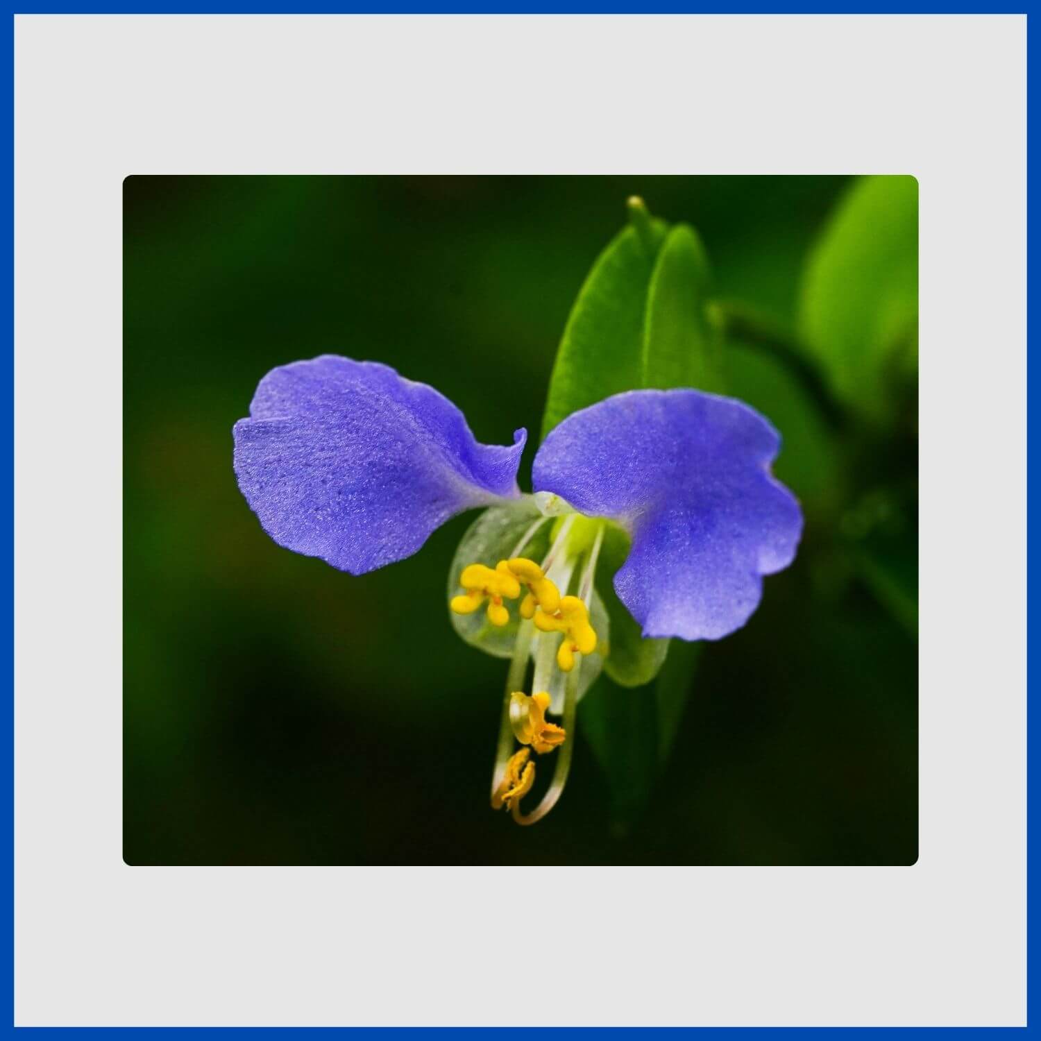 The small, true-blue flower of the Asiatic dayflower with two large petals