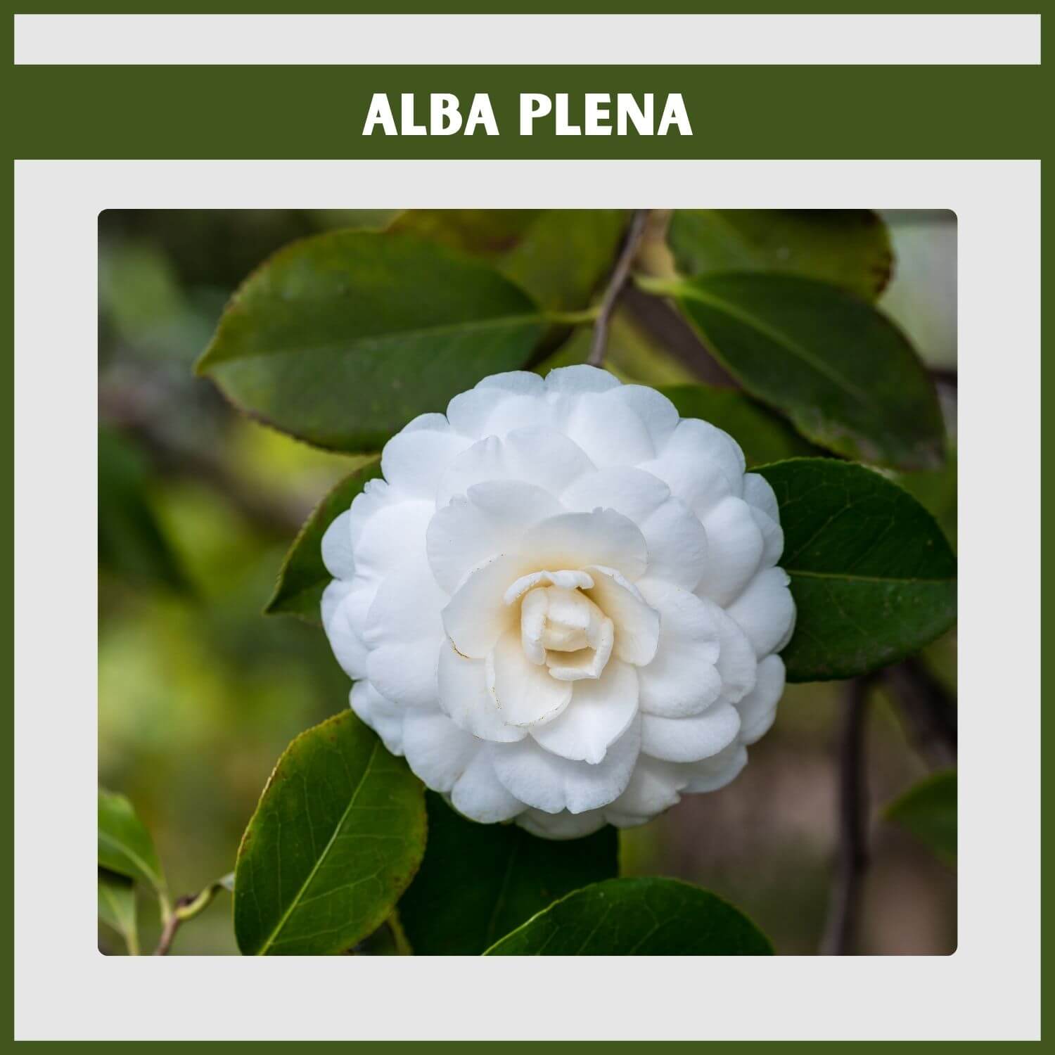 Formal white double flowers on a tall 'Alba Plena' Camellia shrub 