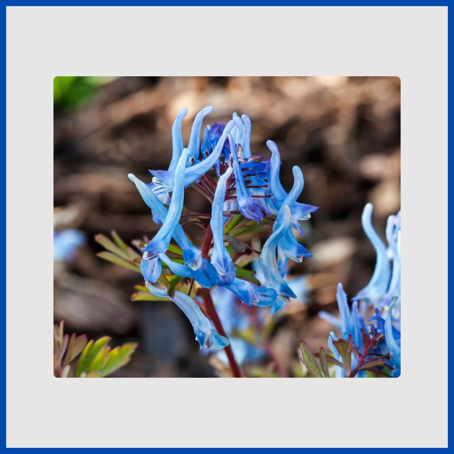 Vibrant, electric-blue flowers of the corydalis plant