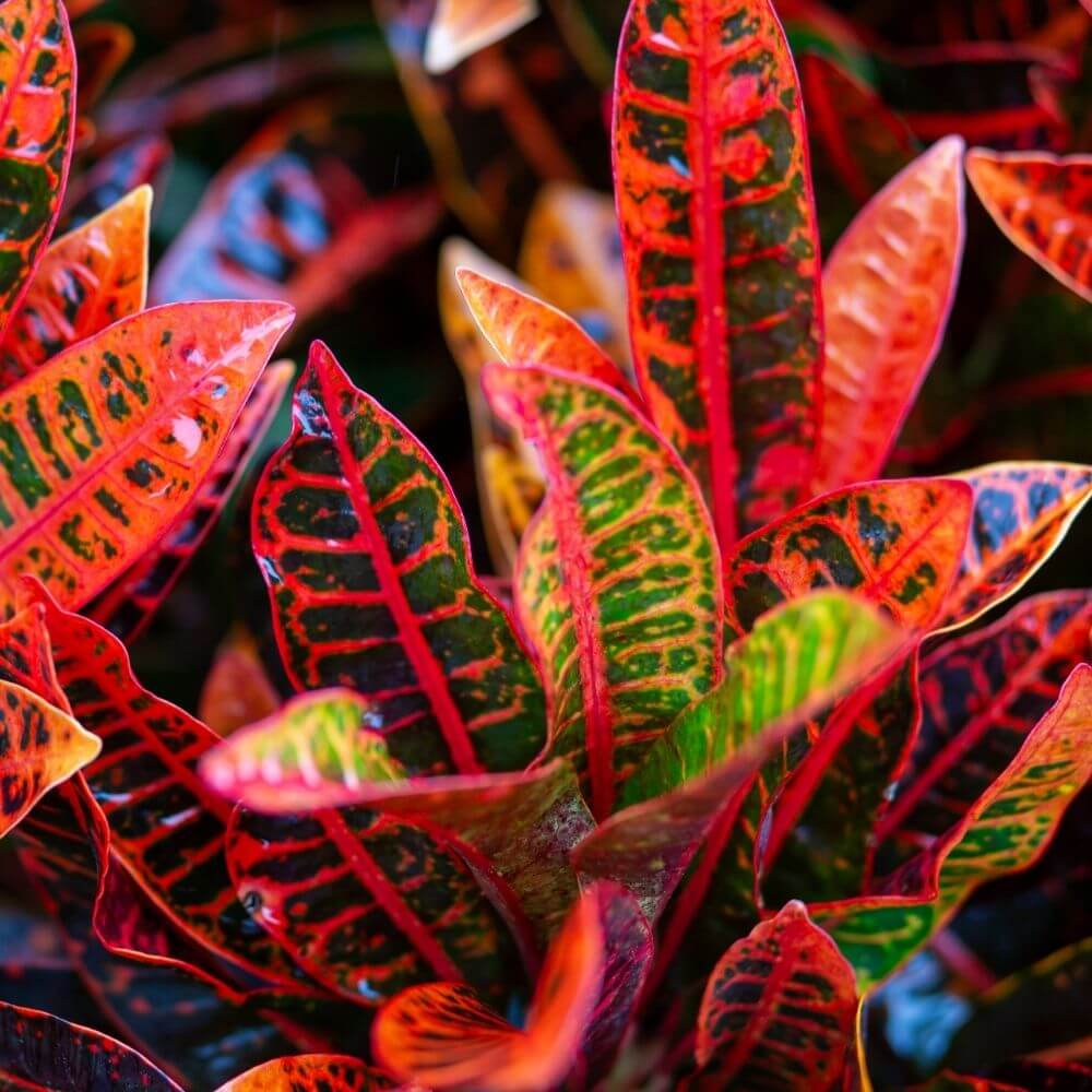 Colorful croton plant leaves indoors