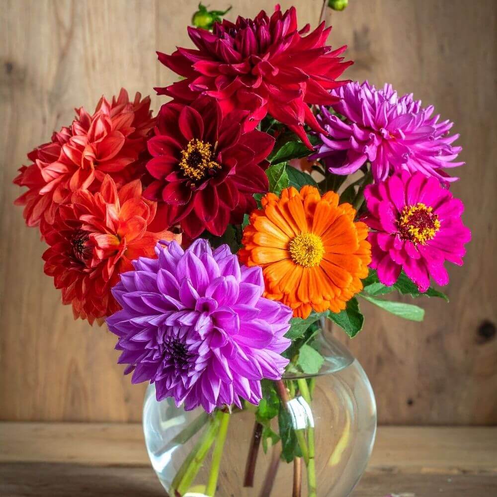 Bouqet of Layered dahlia flowers