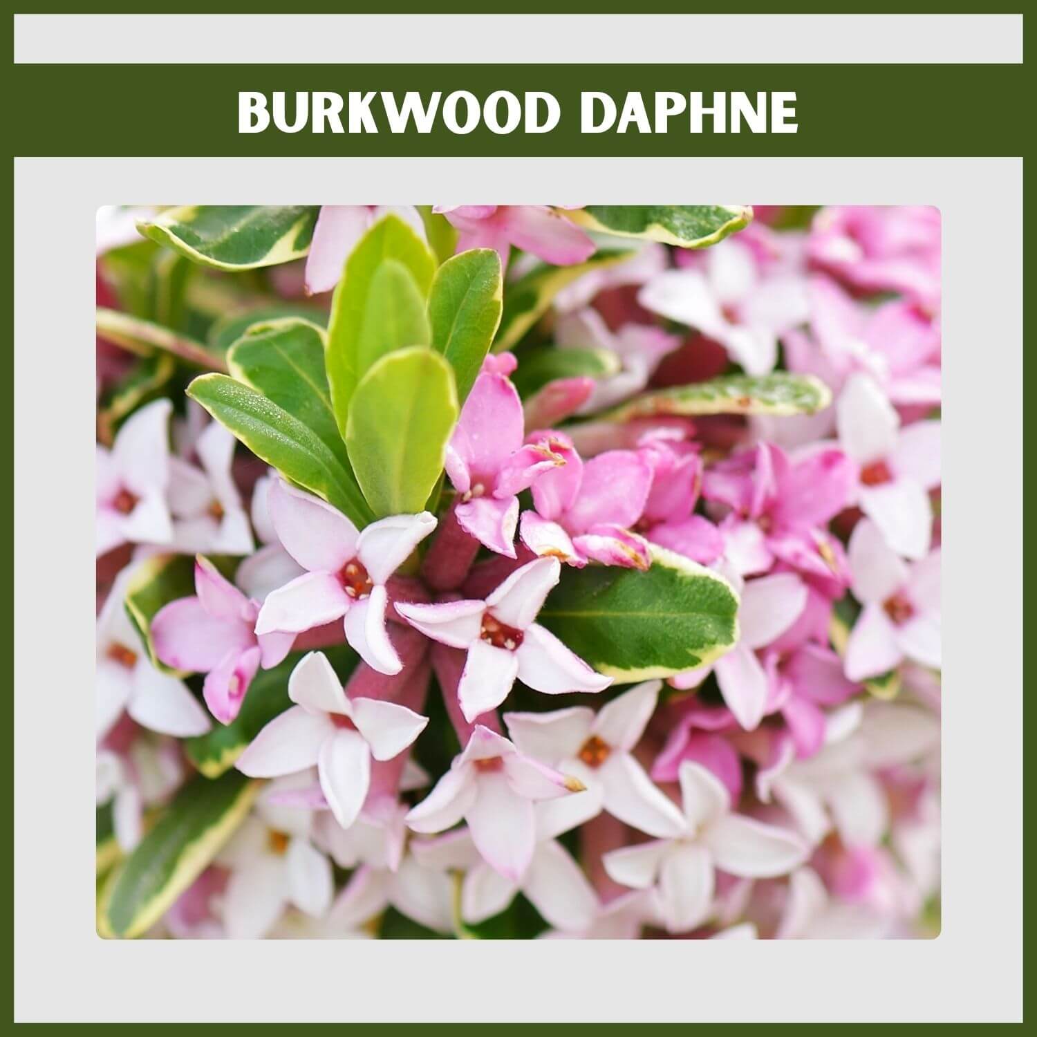 Fragrant pink flowers and variegated leaves of a 'Carol Mackie' Daphne shrub