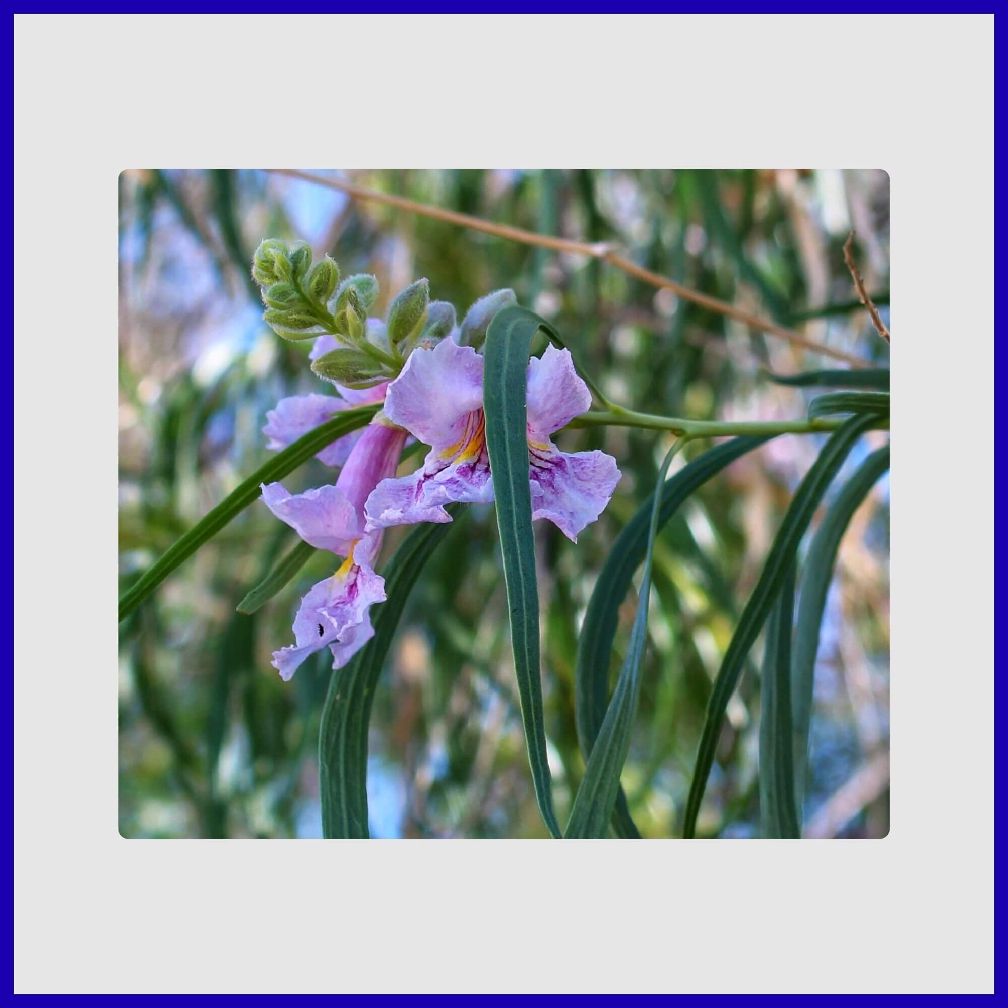 Desert Willow tree with lovely lavender-blue trumpet flowers