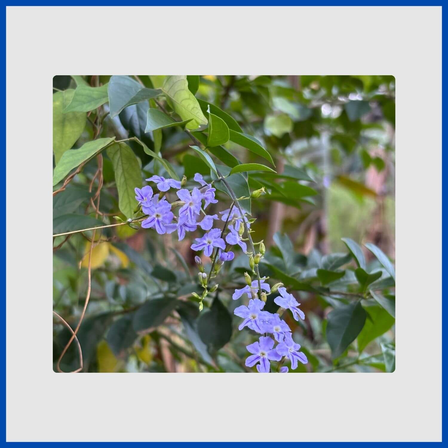 Cascading clusters of blue duranta flowers with golden berries