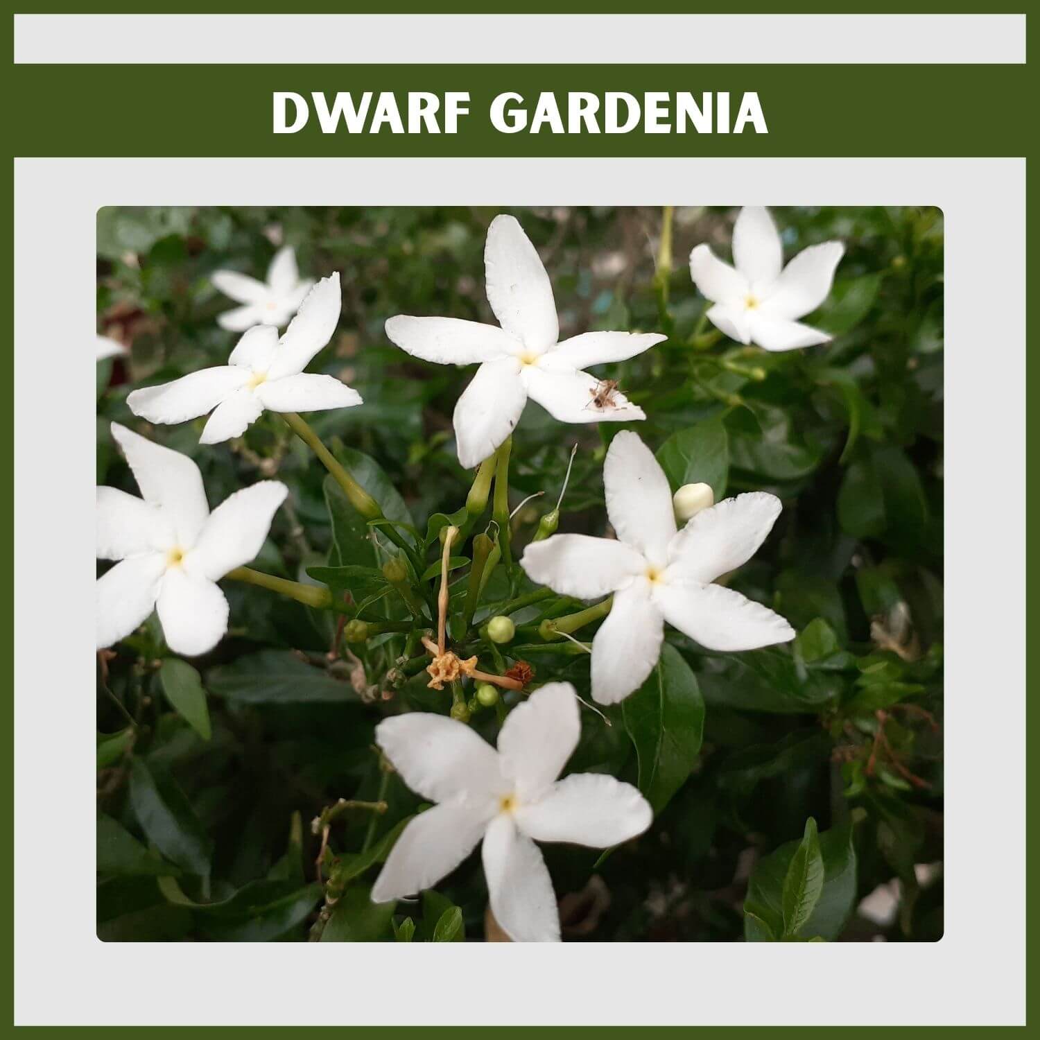 Low-spreading 'Radicans' Dwarf Gardenia, a fragrant evergreen flowering shrub for pathways