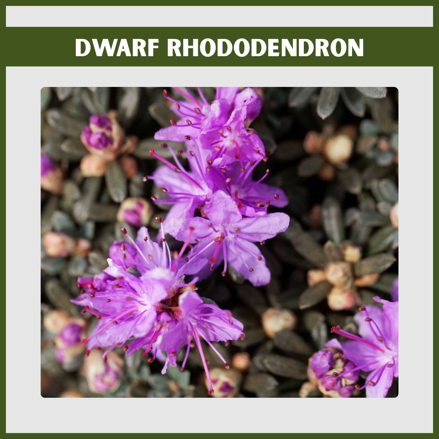 compact 'Ramapo' dwarf rhododendron, a cold-hardy evergreen flowering shrub