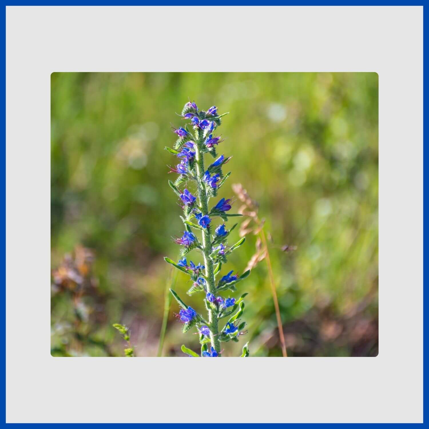 A tall spike of blue viper's bugloss flowers, a favorite of bees