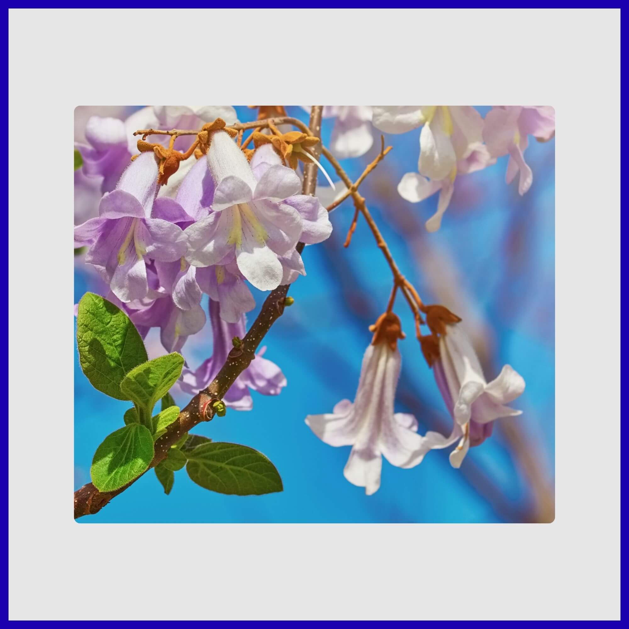 Empress tree displaying large panicles of lavender-blue flowers