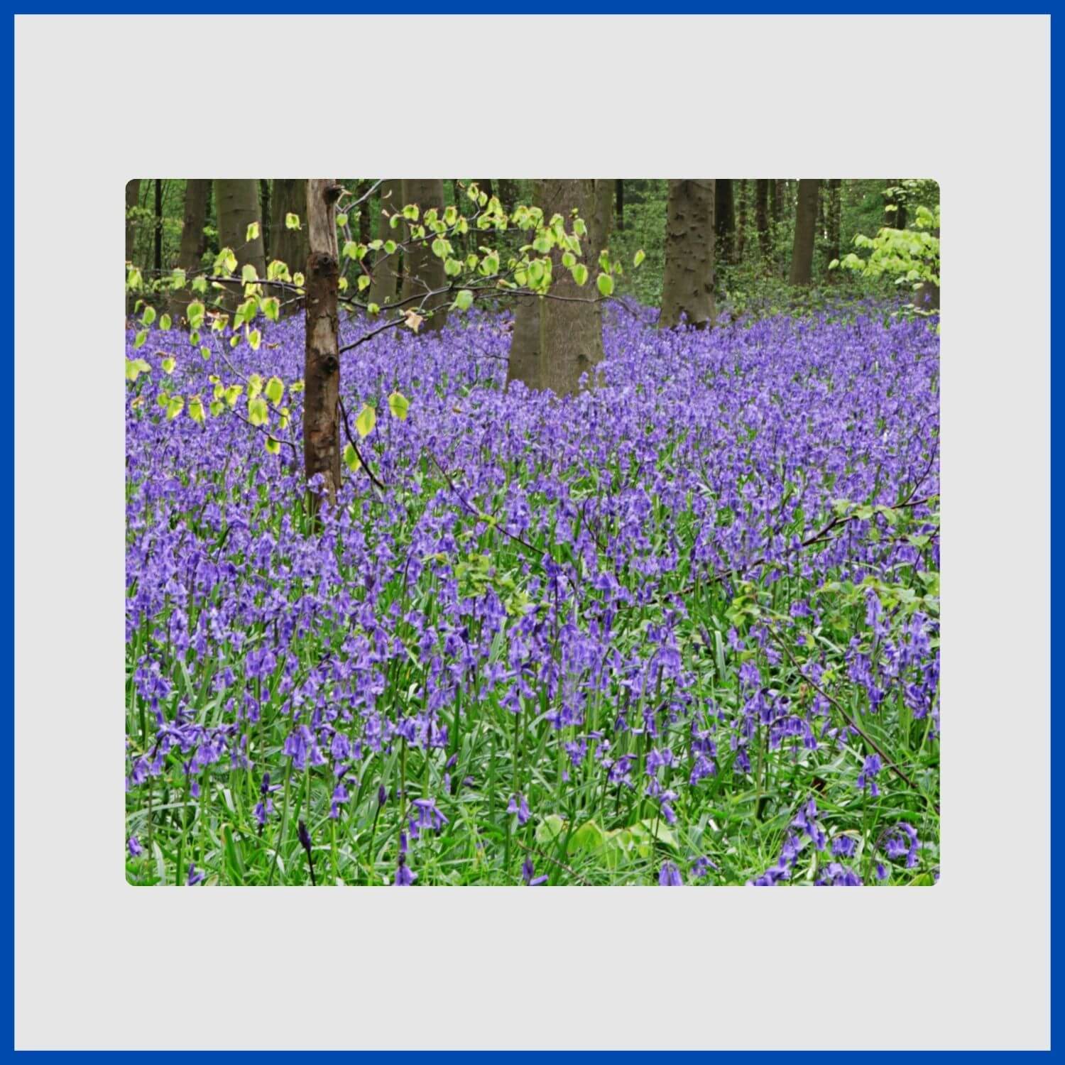 Nodding, bell-shaped bluebell flowers creating a carpet in a spring woodland