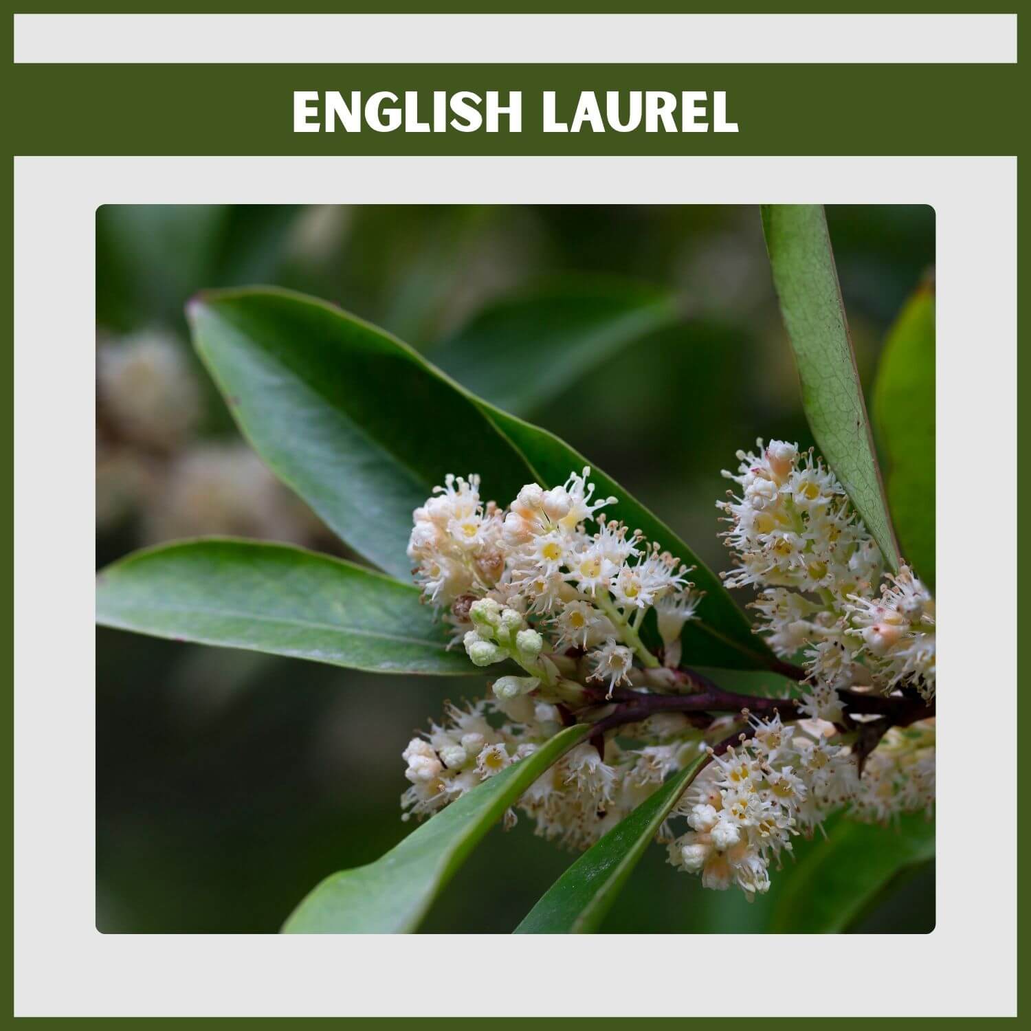 A dense English Laurel hedge, a fast-growing evergreen flowering shrub, with white spikes