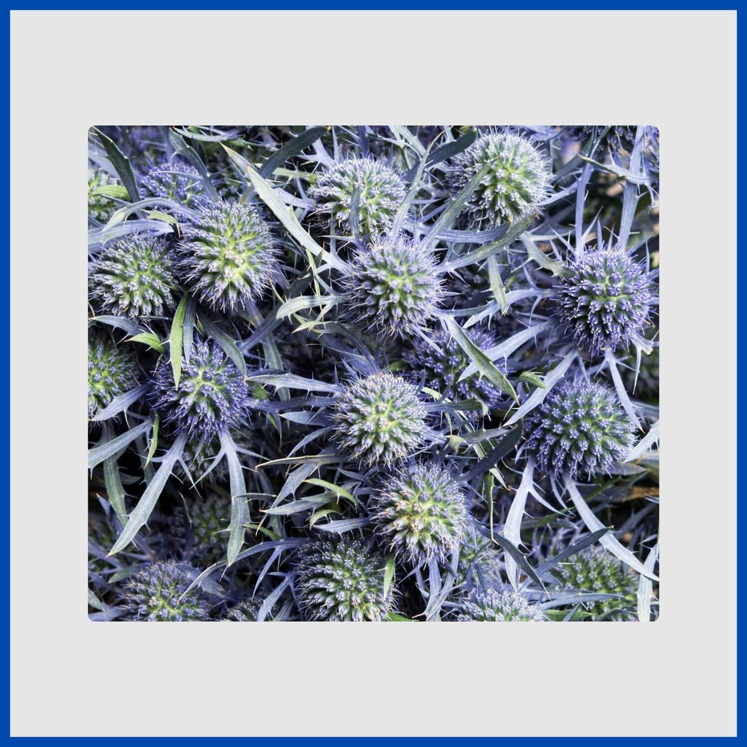 The spiky, metallic-blue flowers head of an alpine sea holly