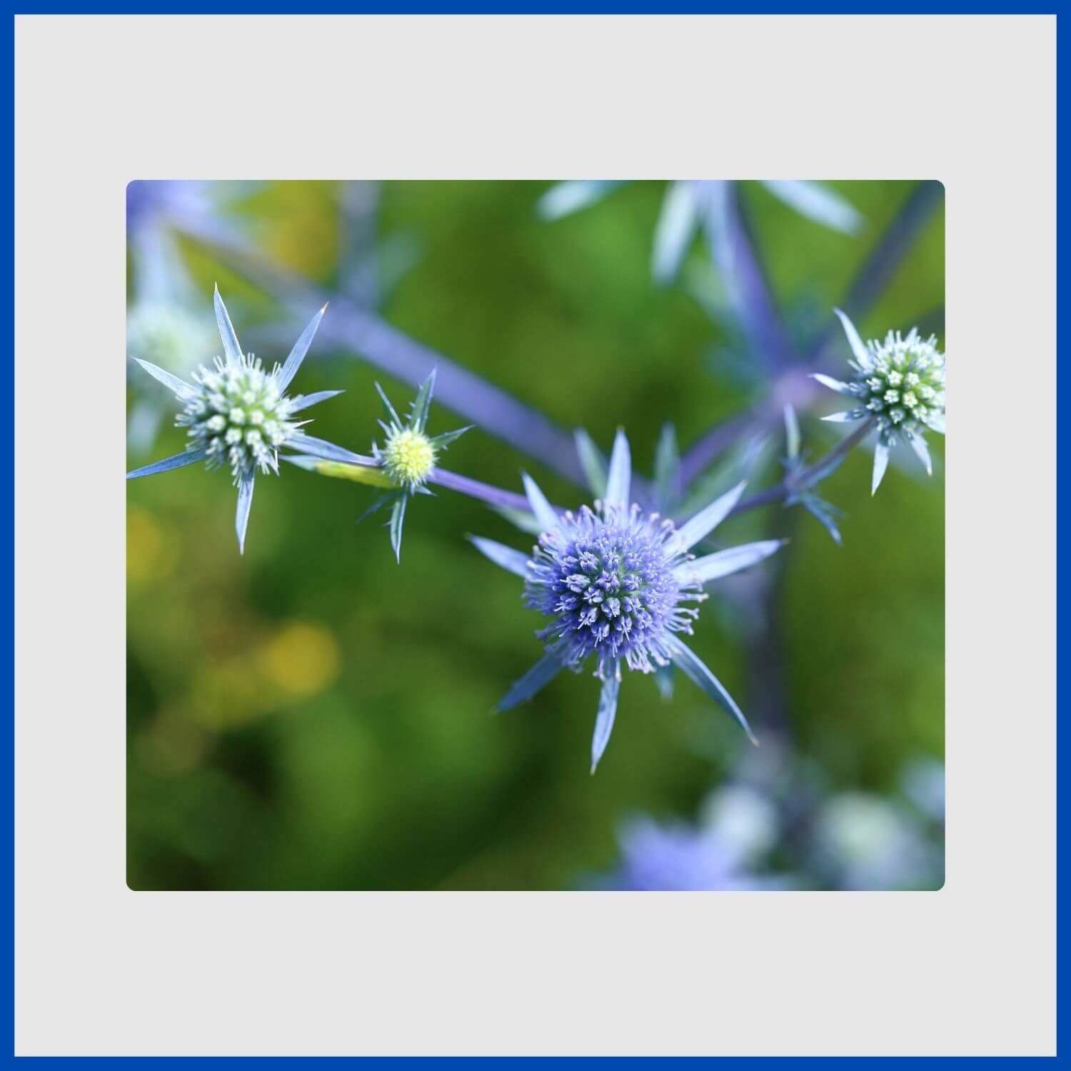metallic-blue sea holly flowers with spiky, iridescent bracts
