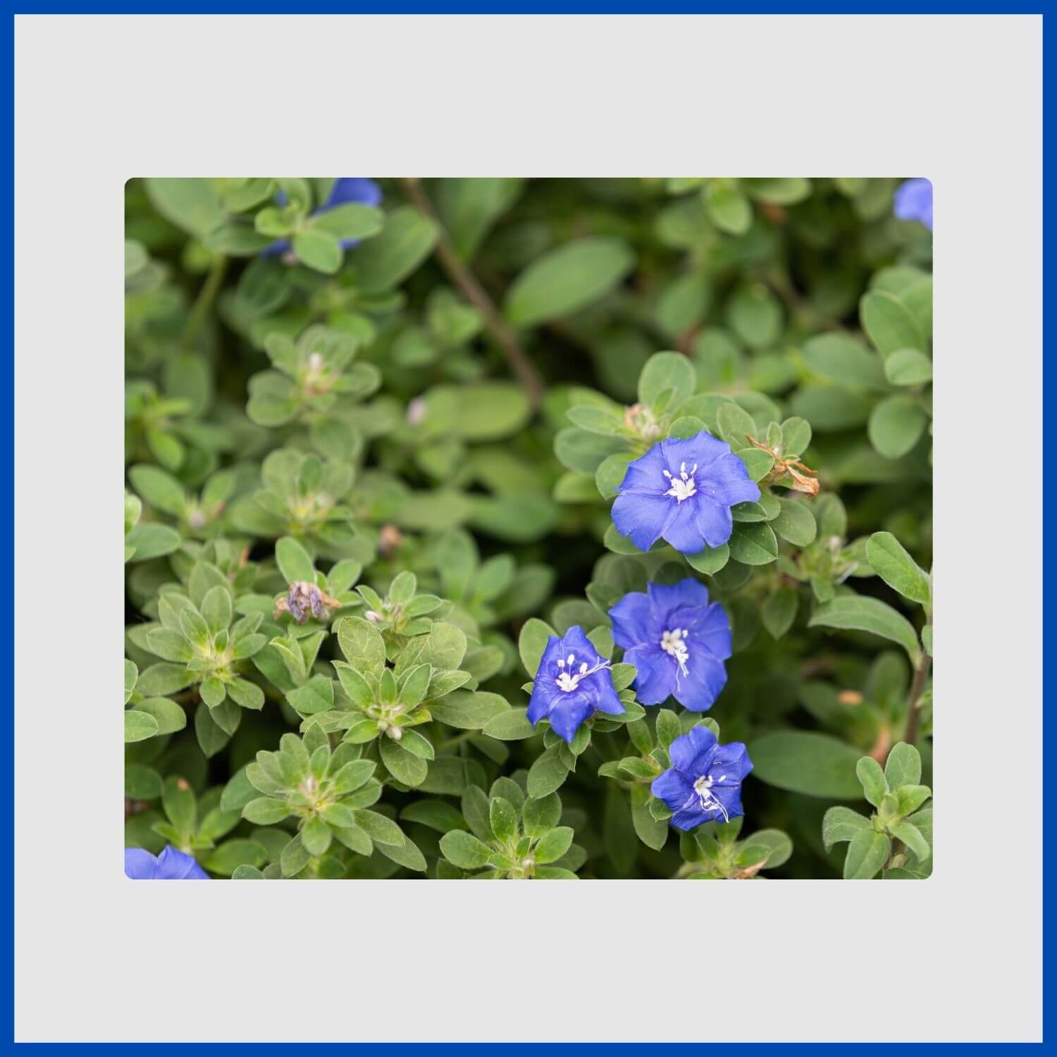 A small, brilliant blue evolvulus flowers, also known as Blue Daze