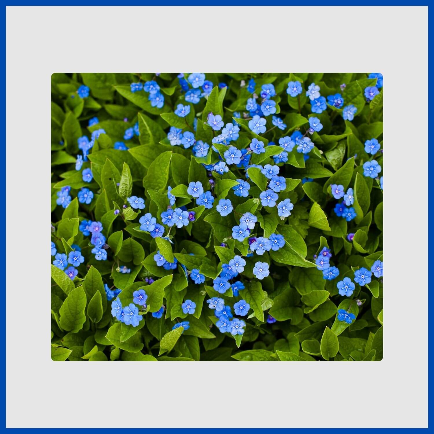 A carpet of small, delicate sky-blue forget-me-not flowers