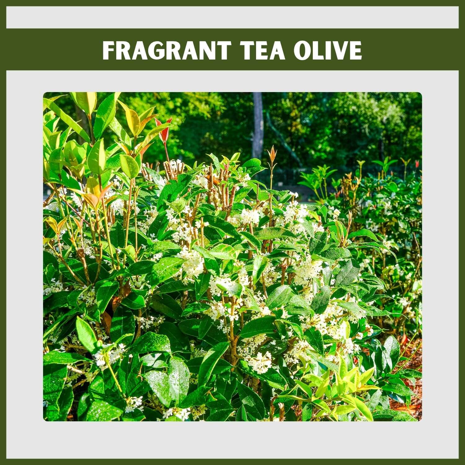 Close-up of the small, fragrant white flowers on a 'Fortunei' Tea Olive