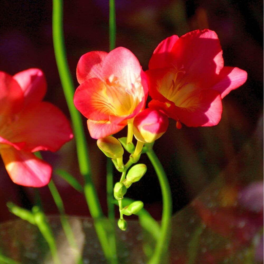 Fragrant freesia flowers