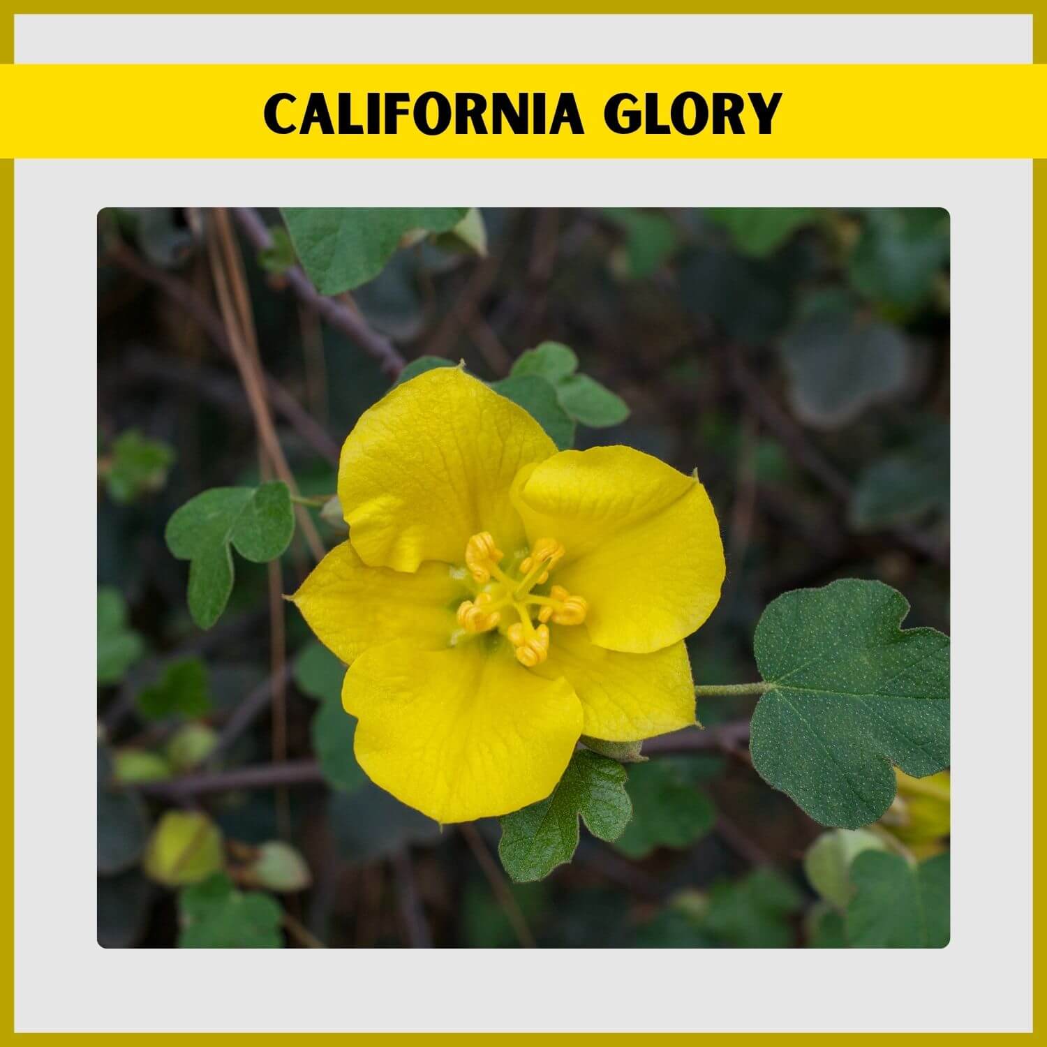 Brilliant yellow cup-shaped flower covering a 'California Glory' Evergreen Bush