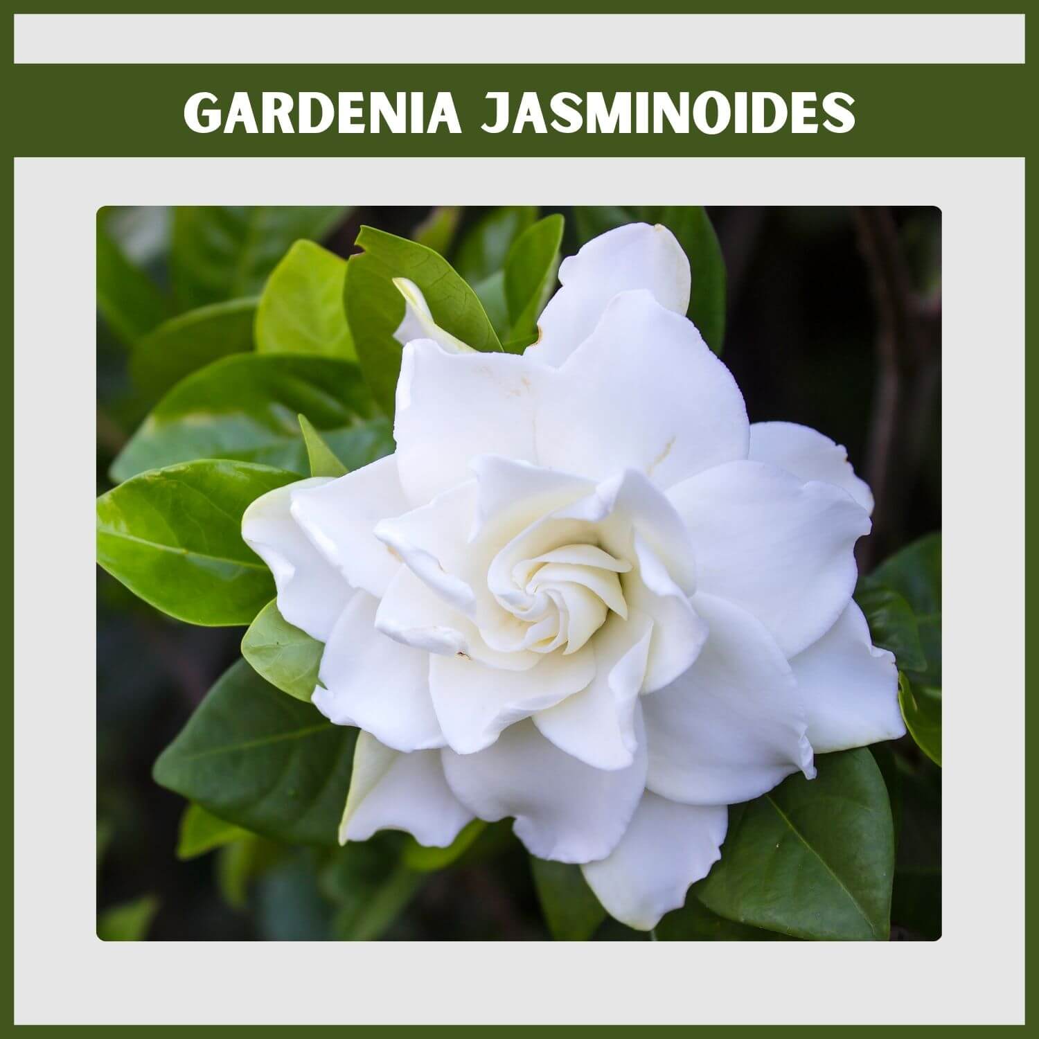 A large, double white 'August Beauty' Gardenia flower, a famously fragrant evergreen