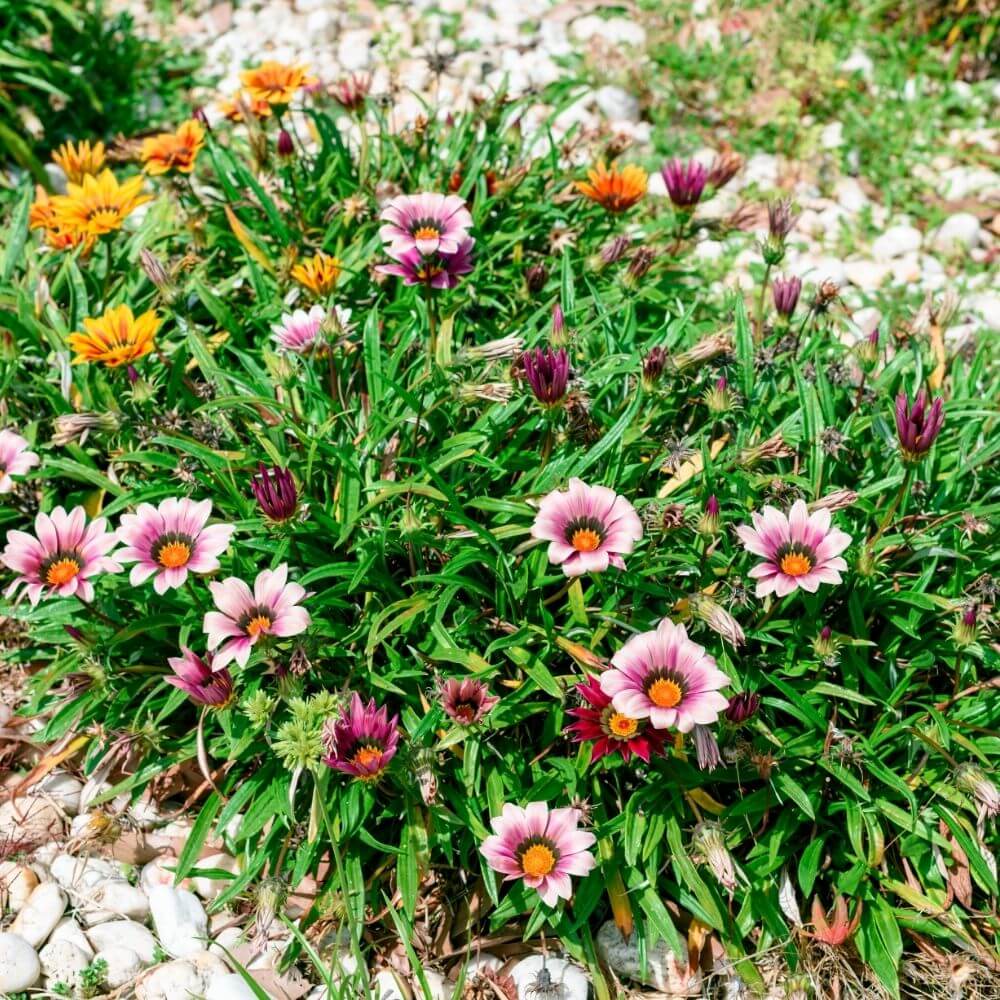 Bright gazania flowers in sunlight