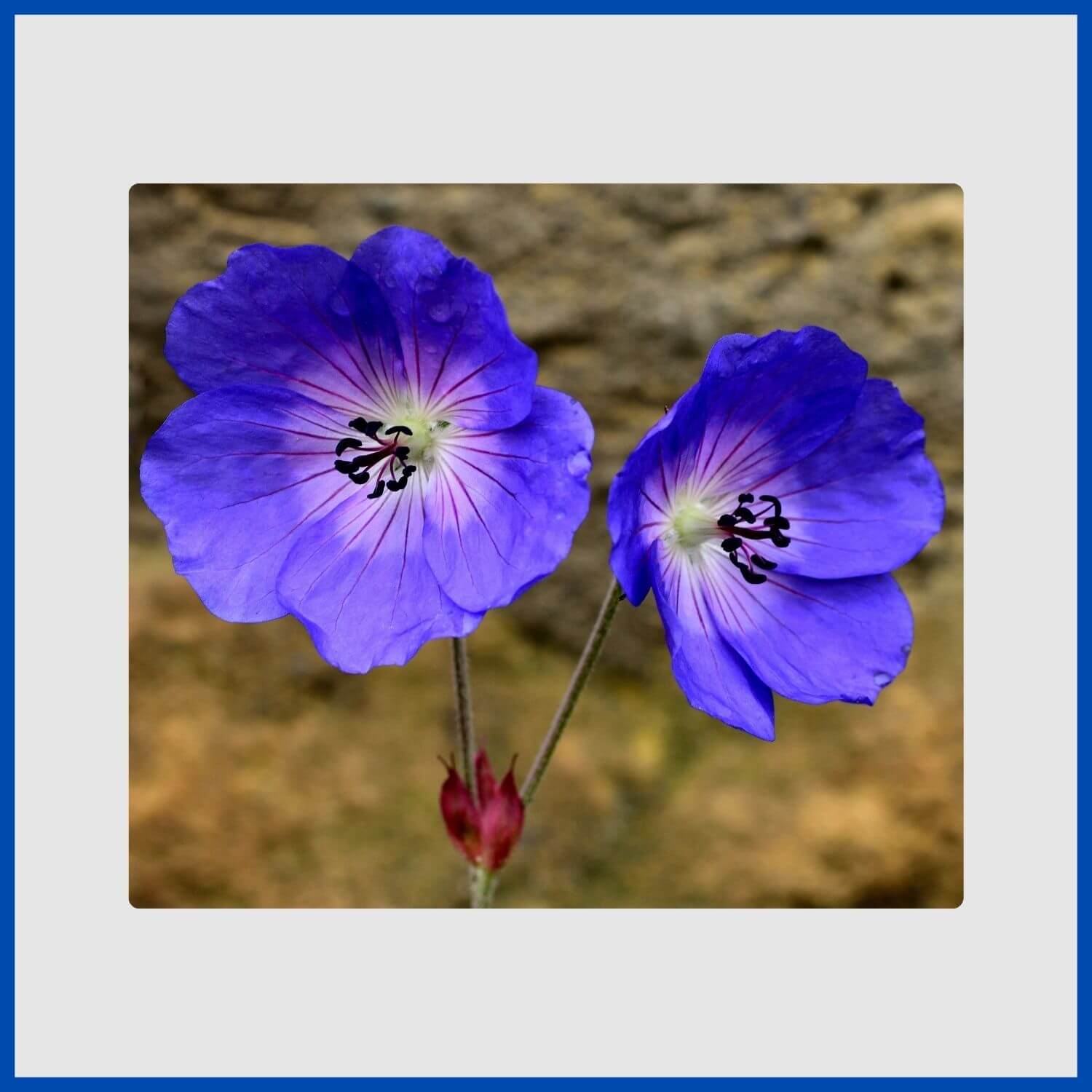 The prolific, violet-blue flowers of Geranium 'Rozanne'